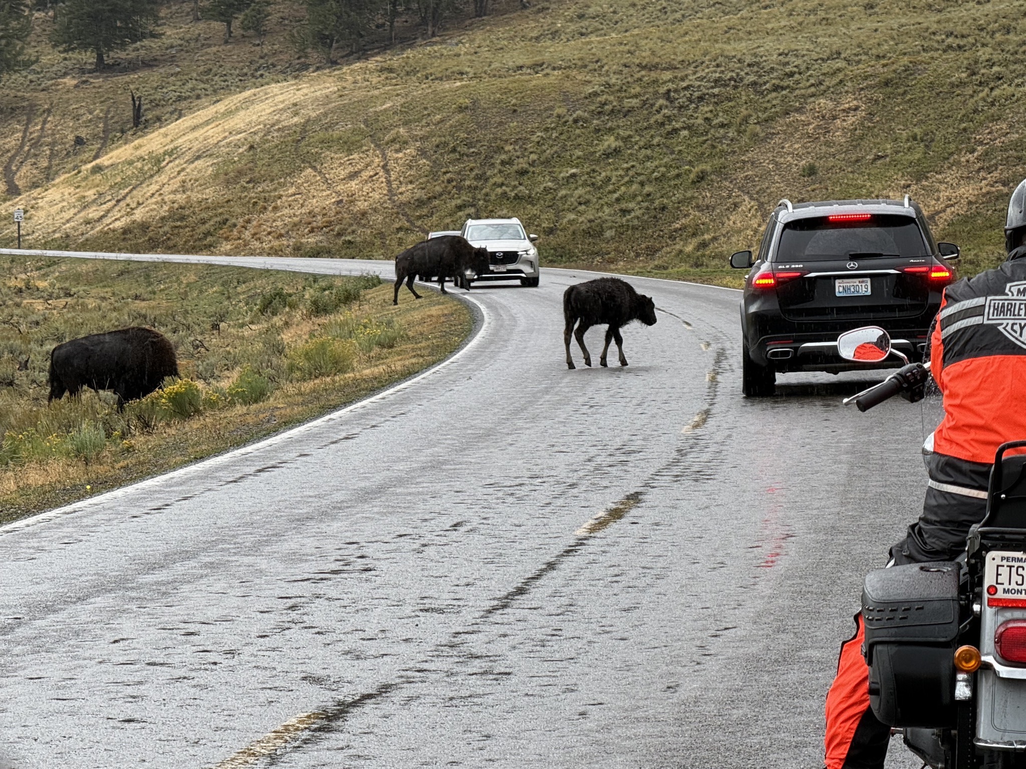 Bison in Lamar Valley