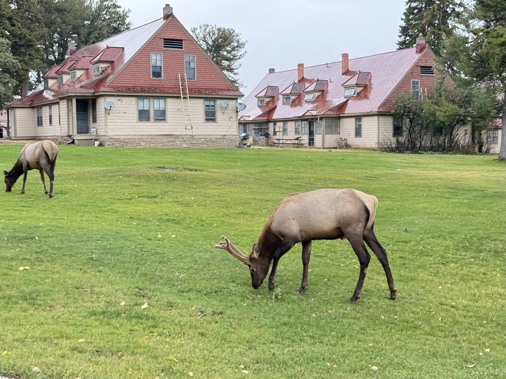 Elk in Mammoth