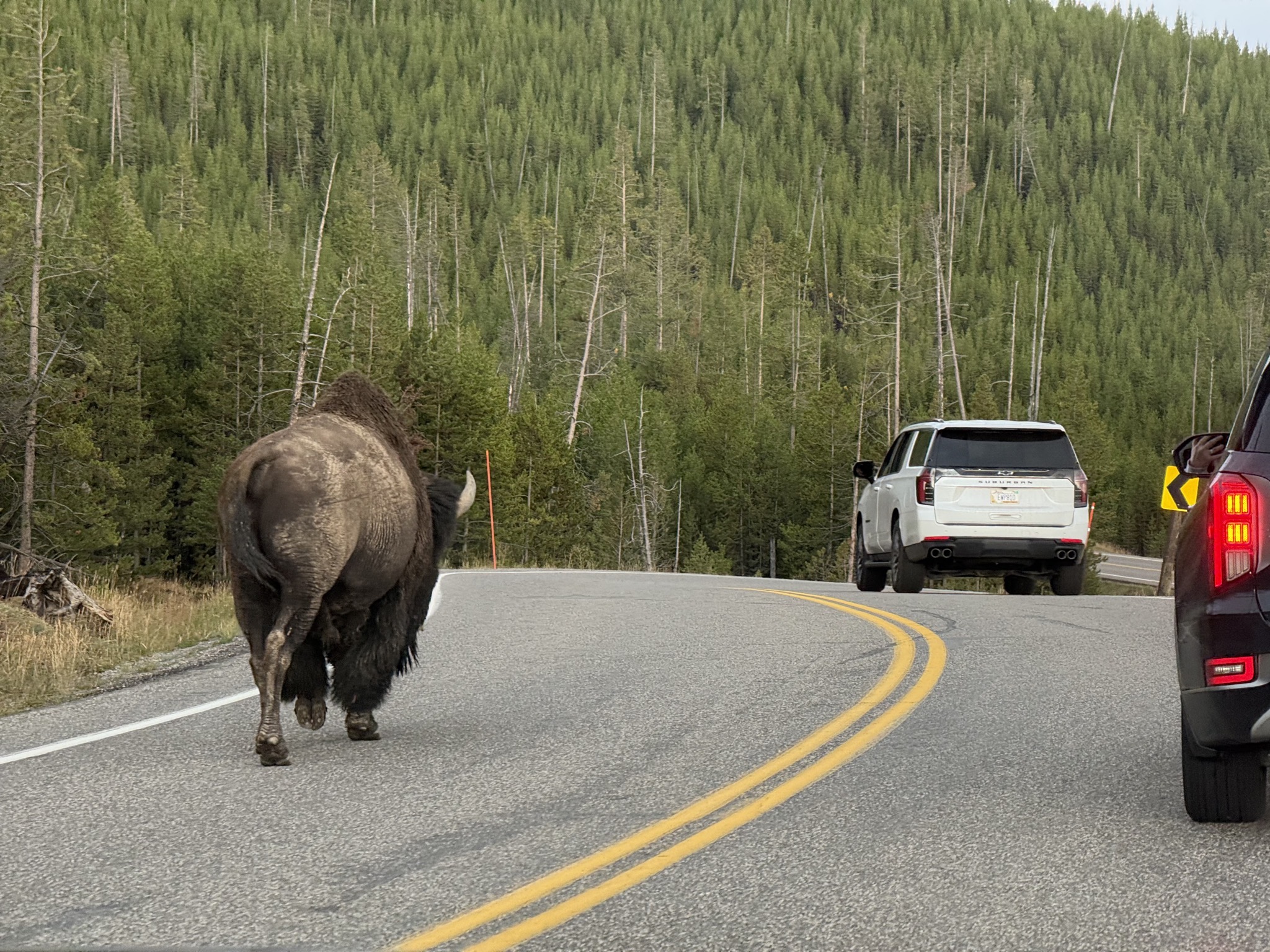 Bison strolling on the road