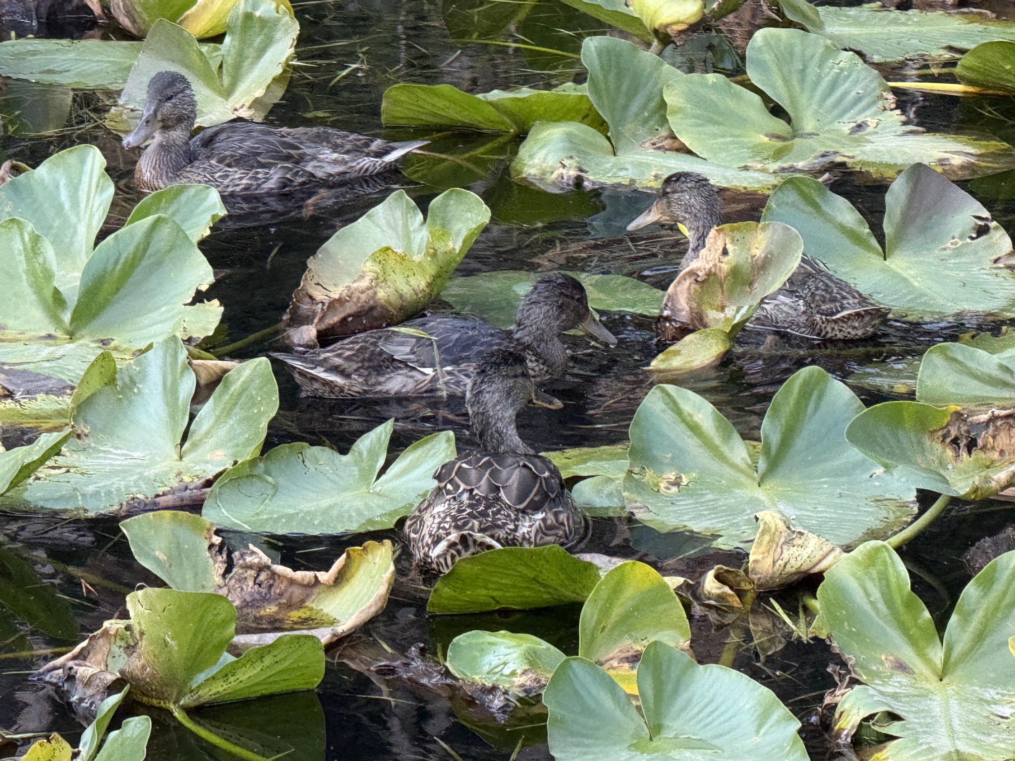 Ducks in Isa Lake