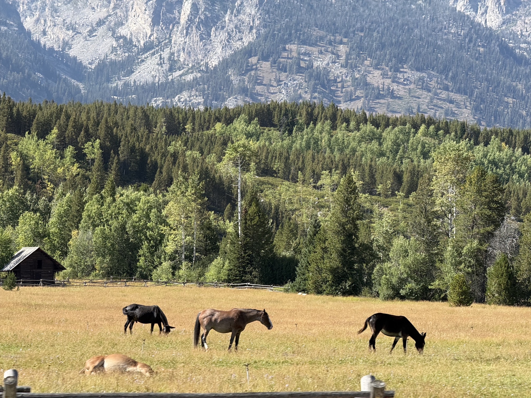 Horses