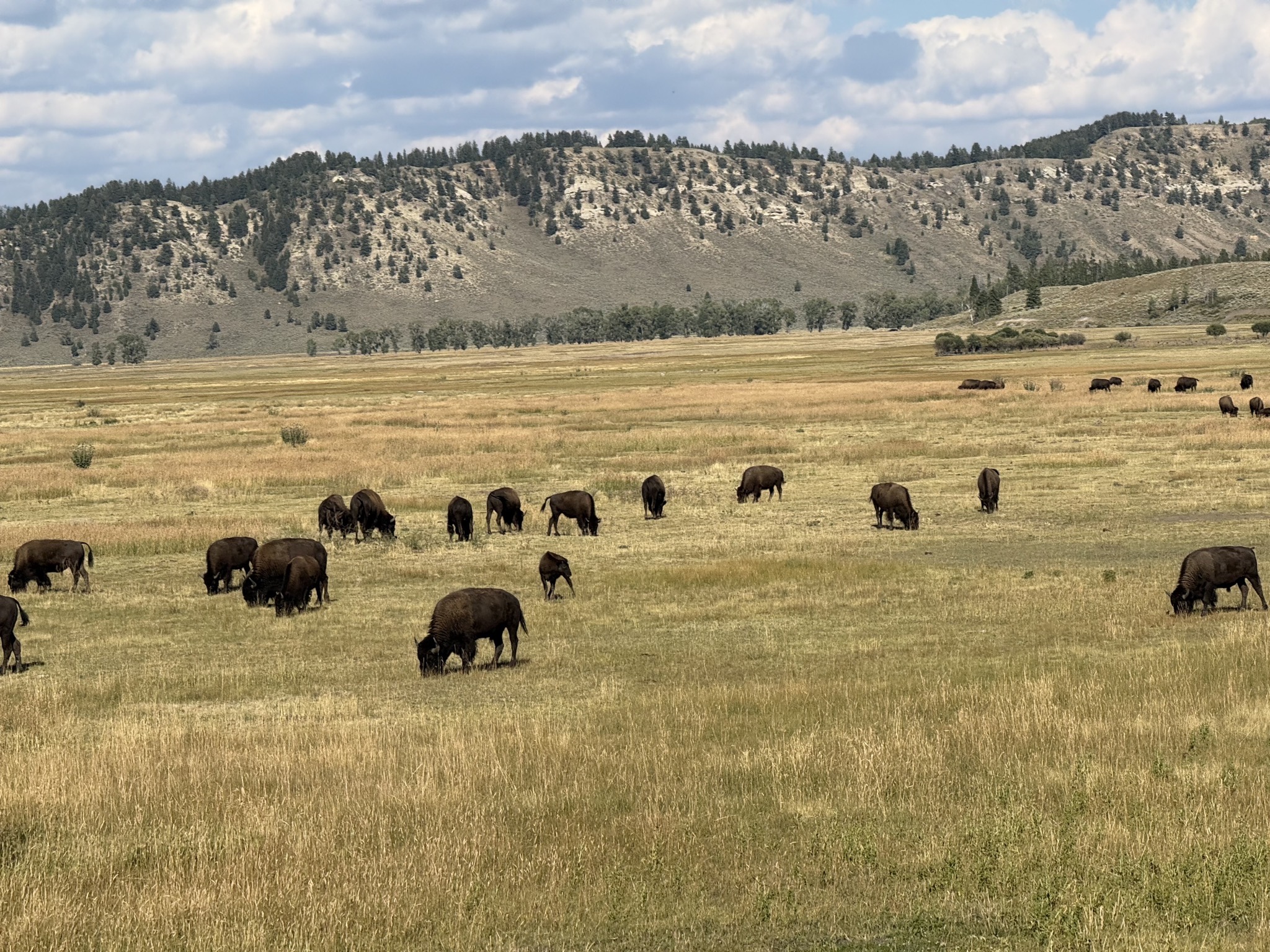 Bison