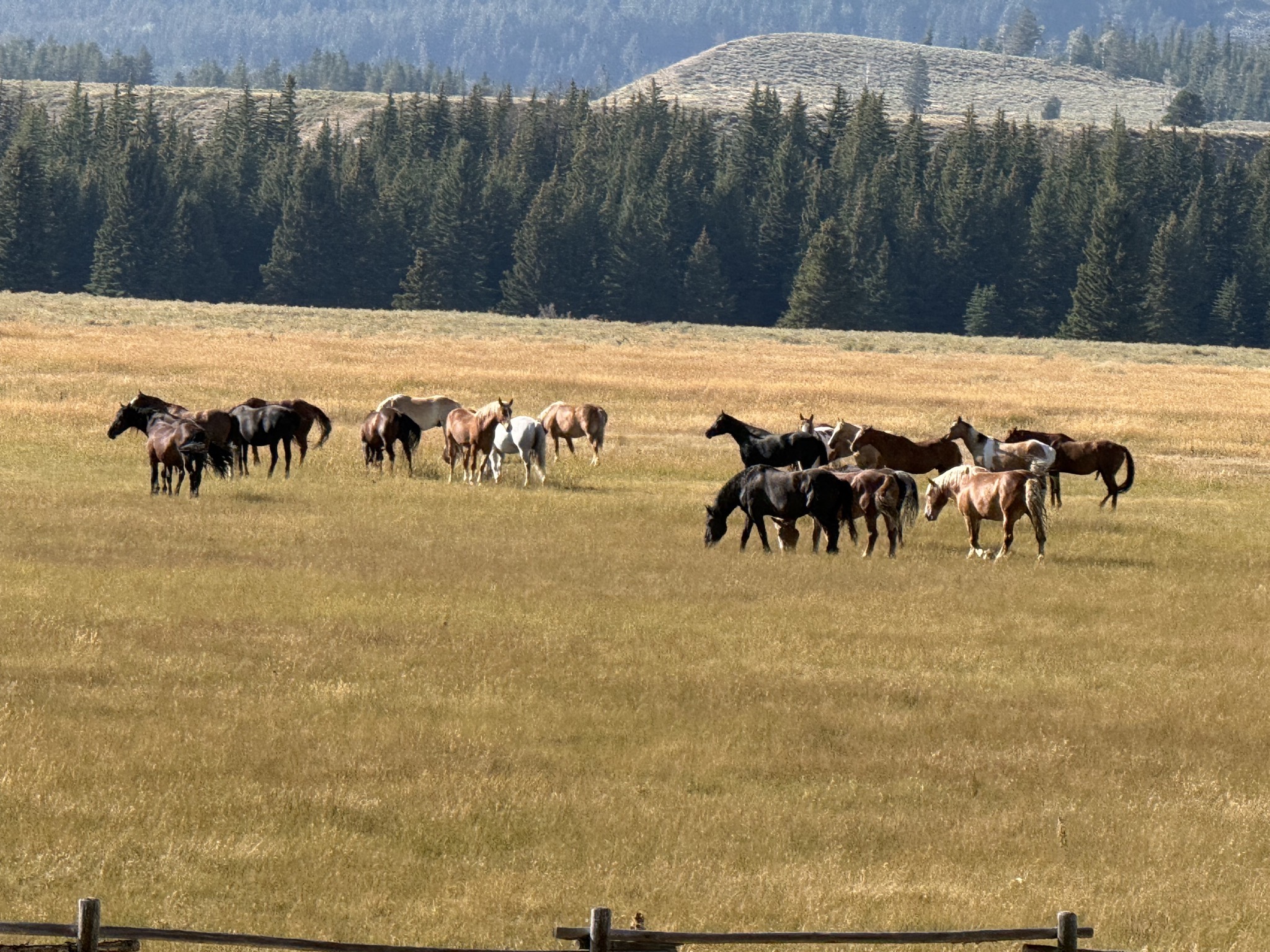 Horses