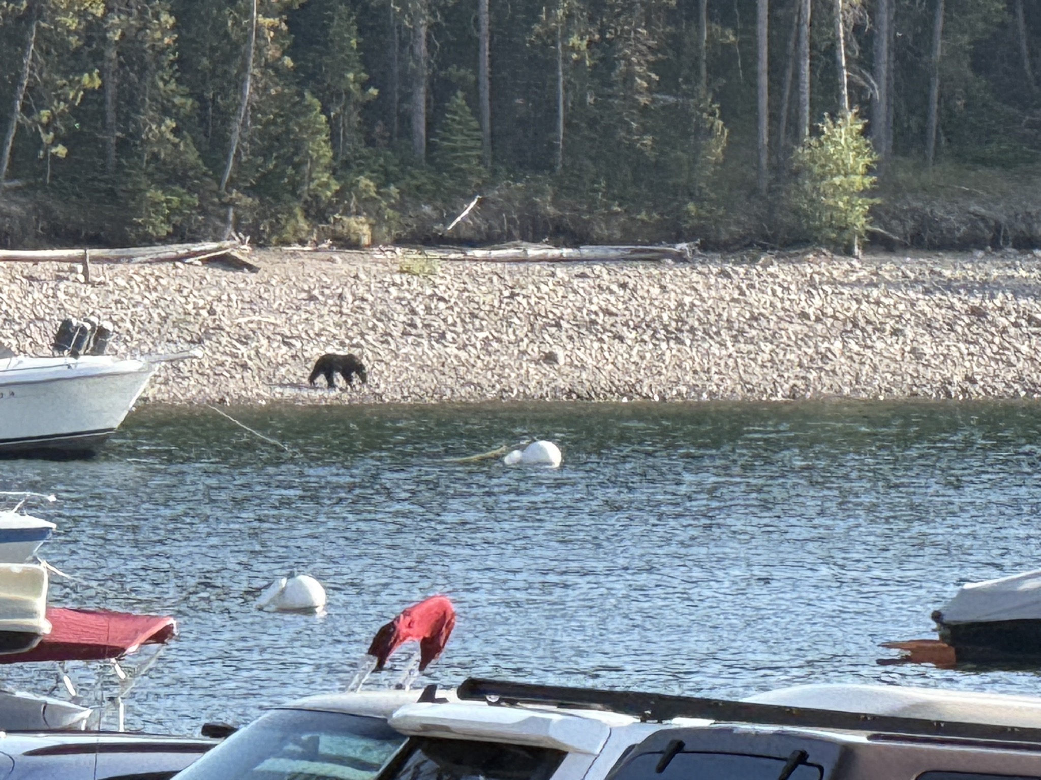 Bear