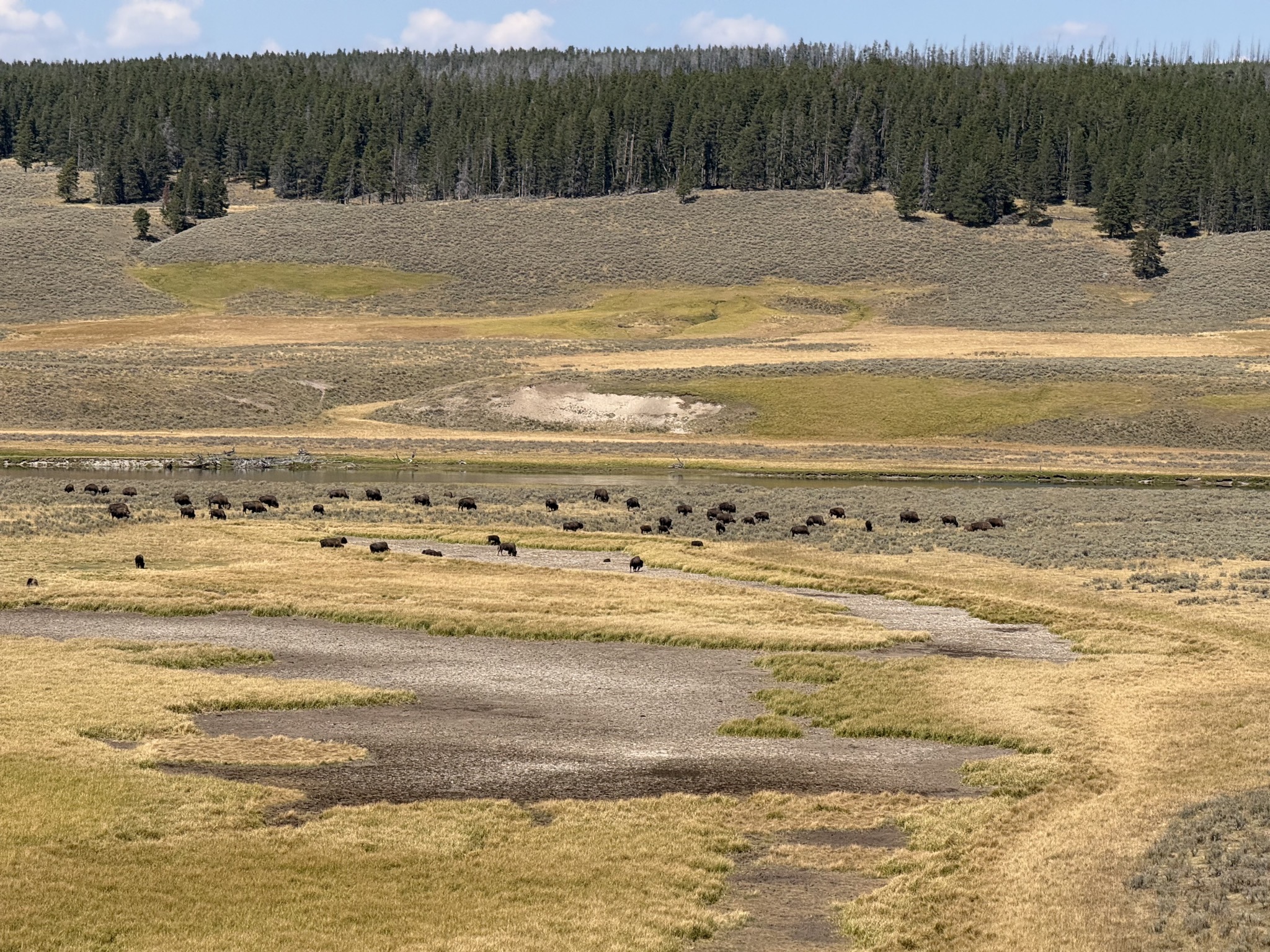 Bison