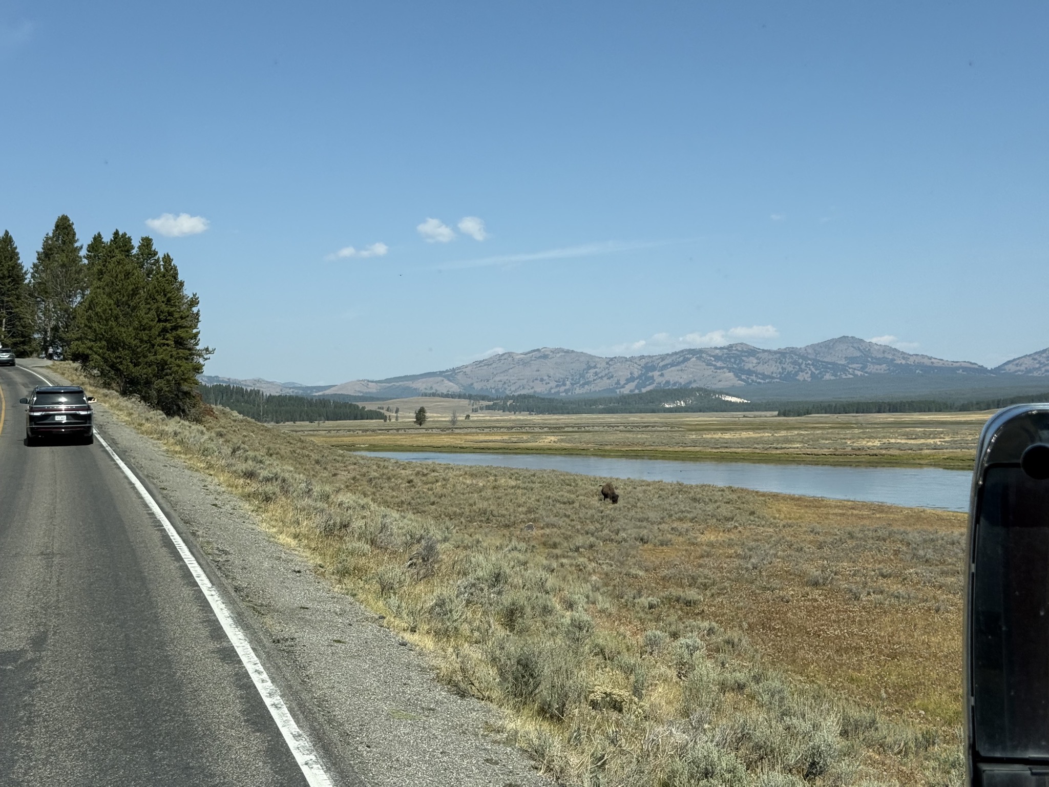Lone bison