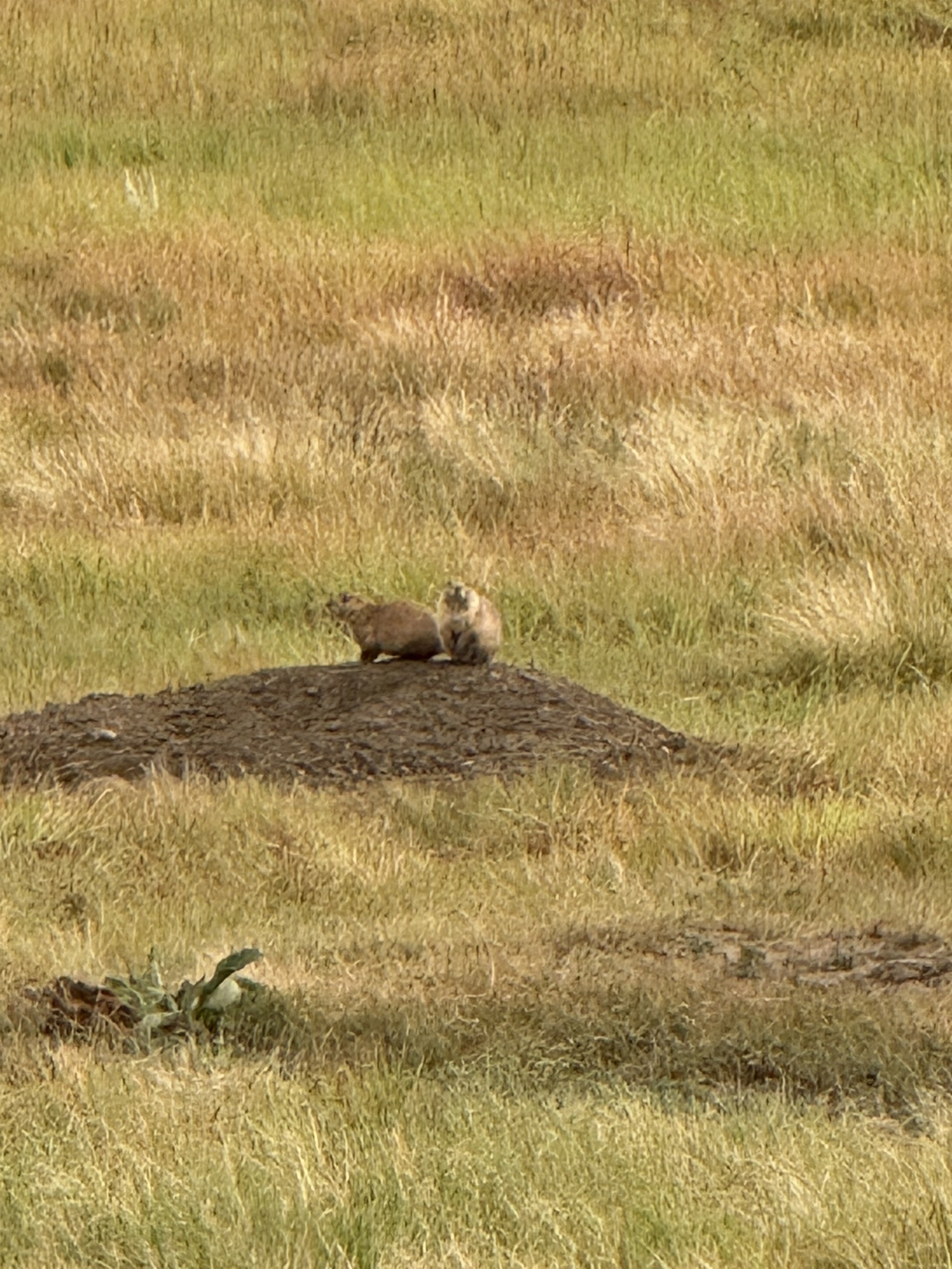 Prairie dogs