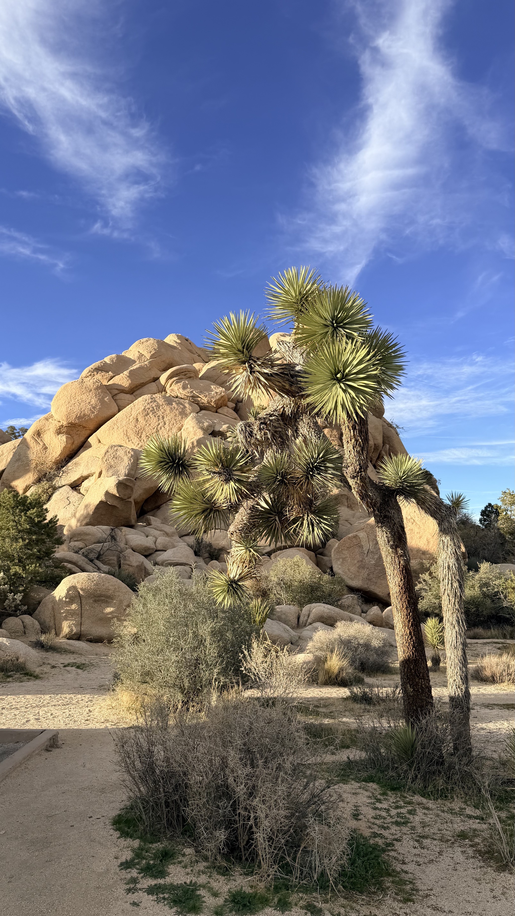 Joshua tree