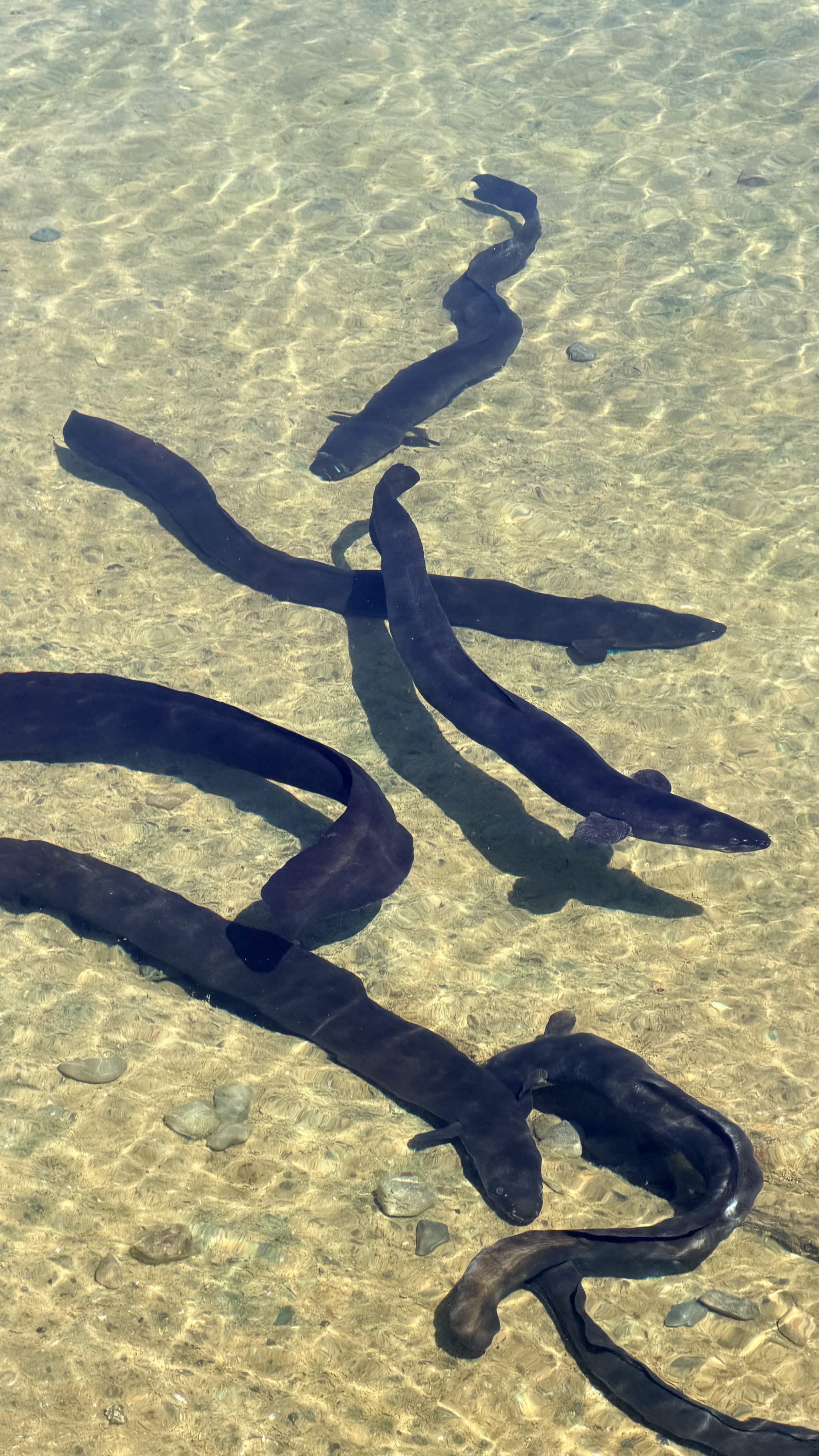Eels