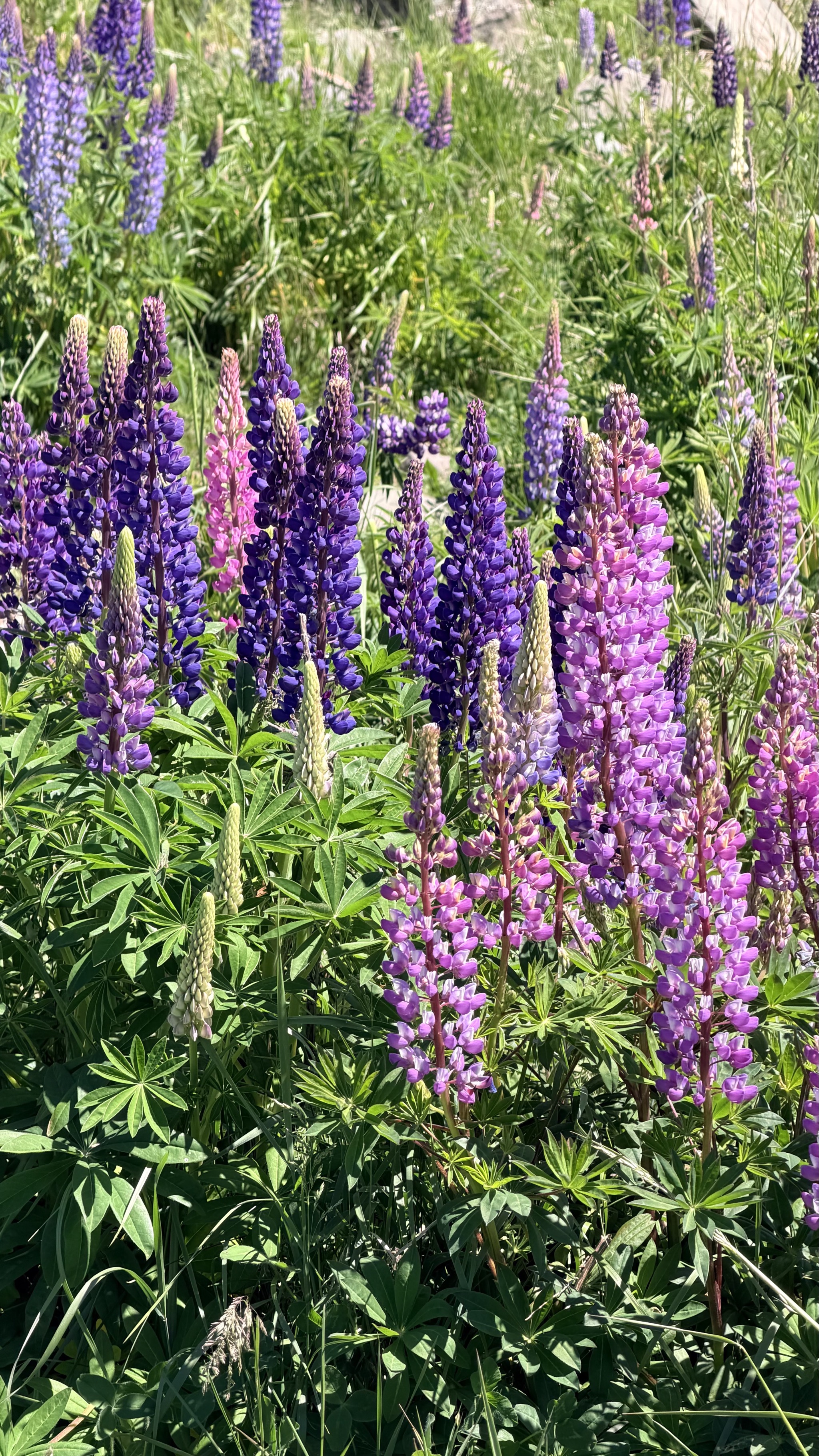 Lupins