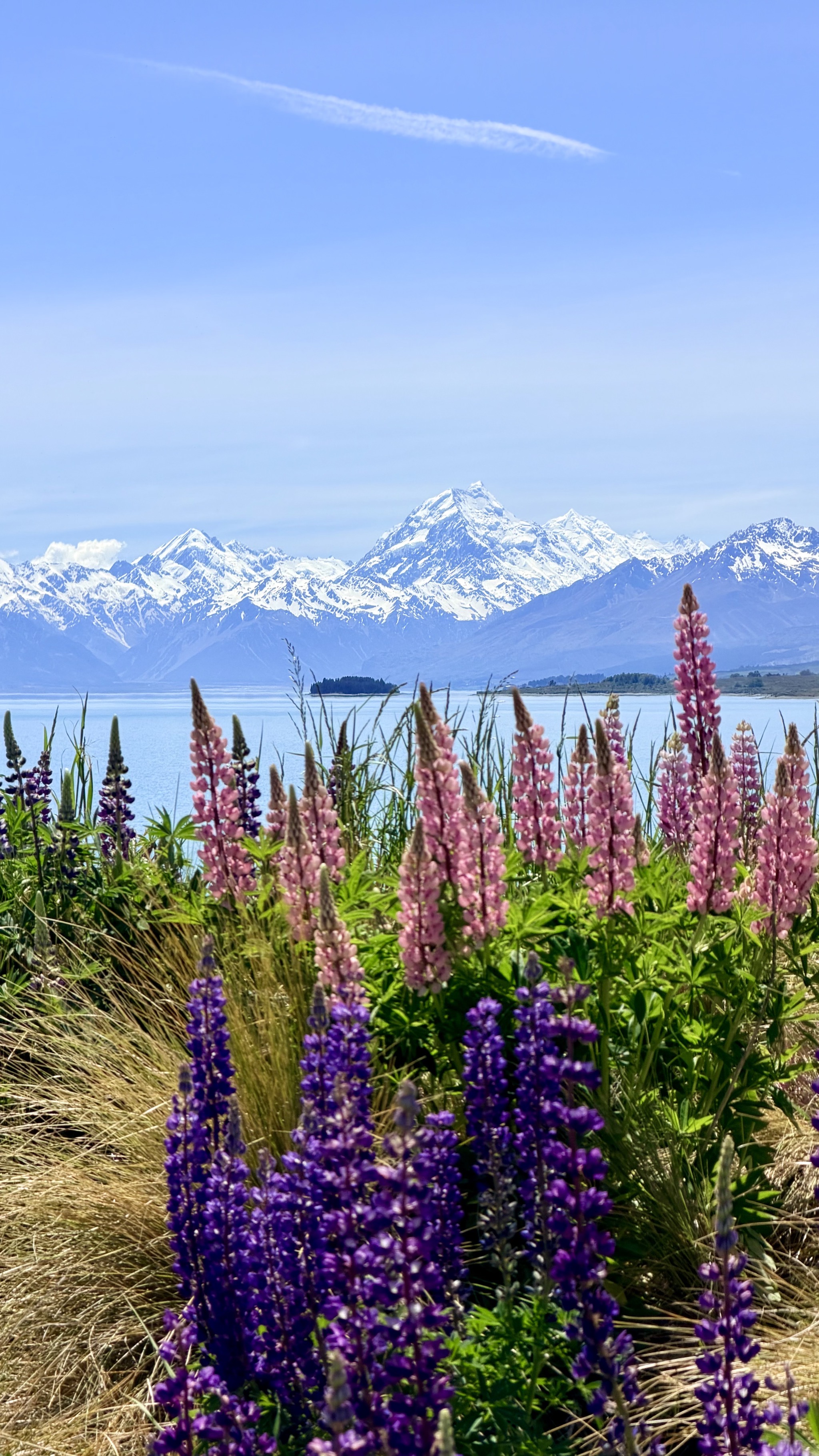 Aoraki / Mount Cook and lupins