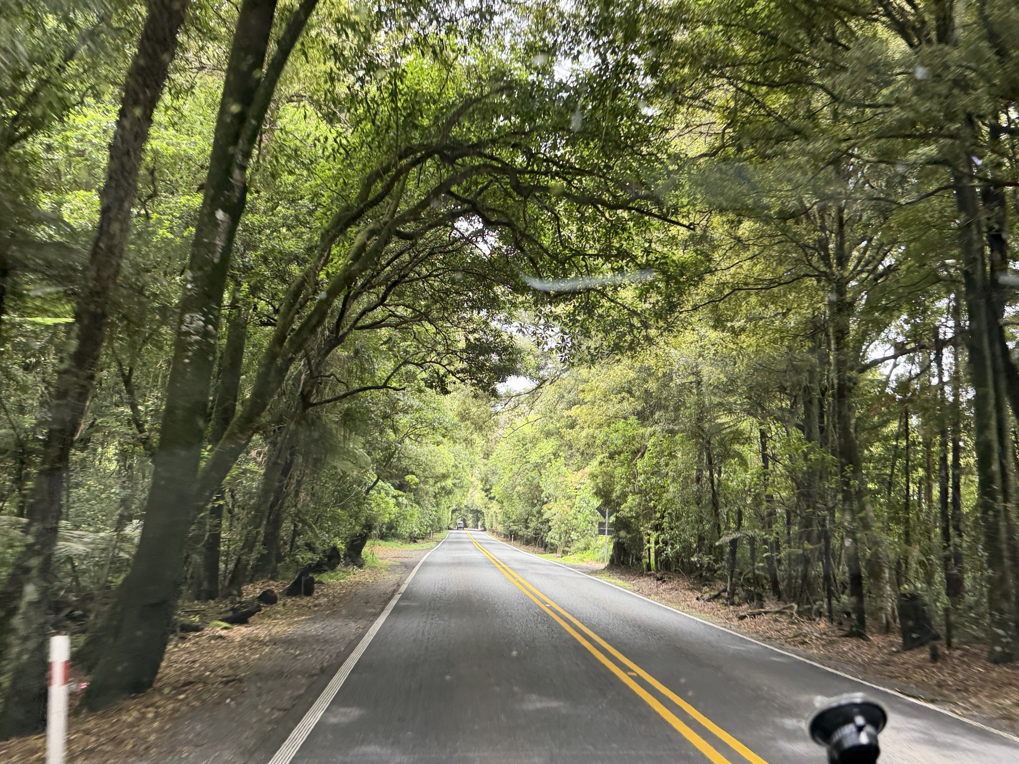 Tree tunnel