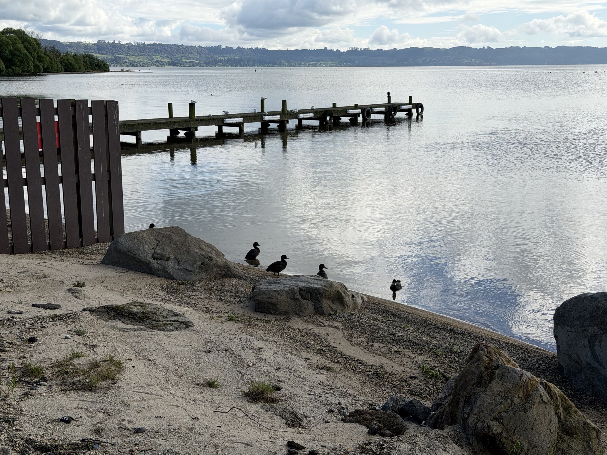 Ducks