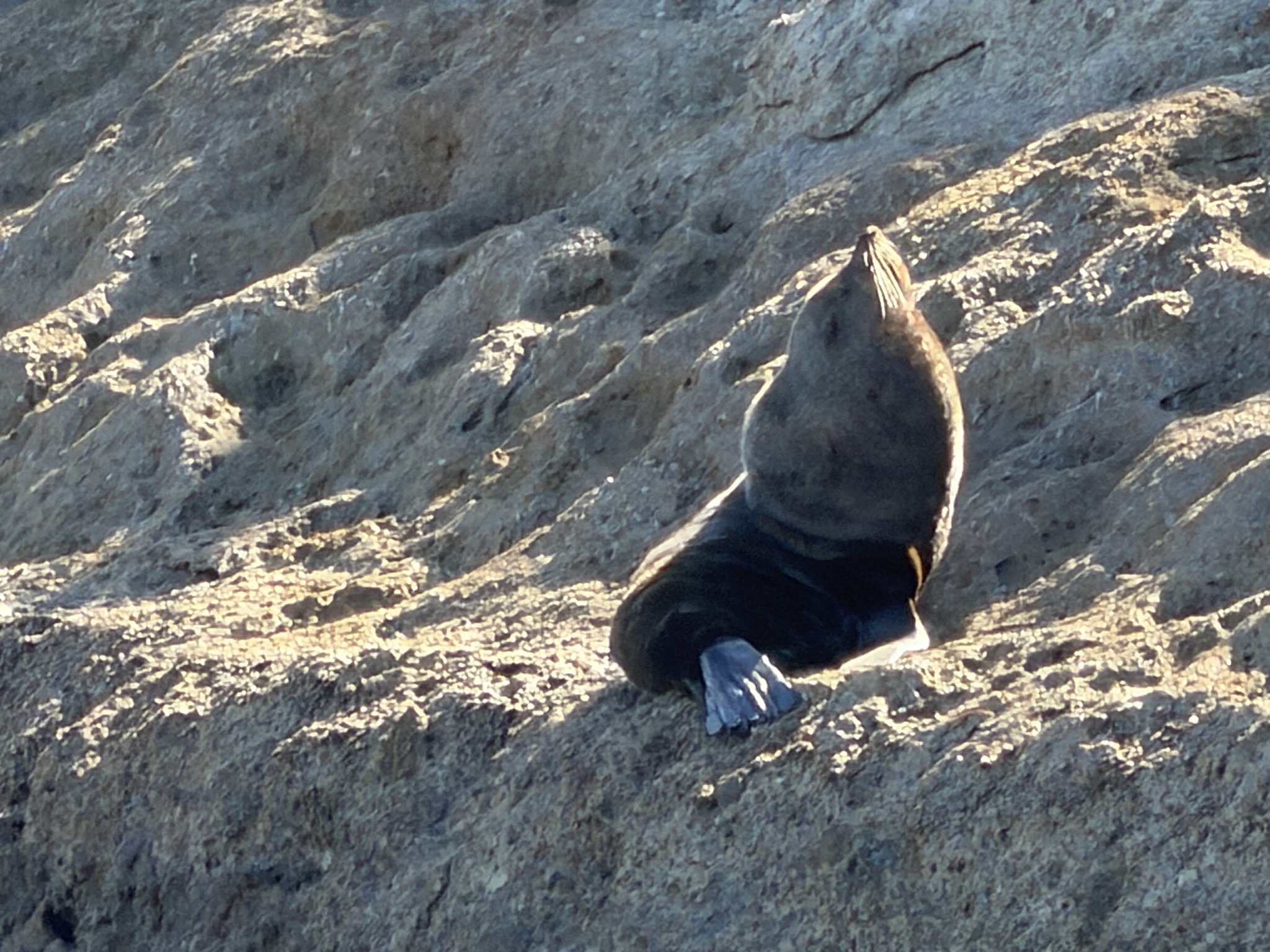 Seal
