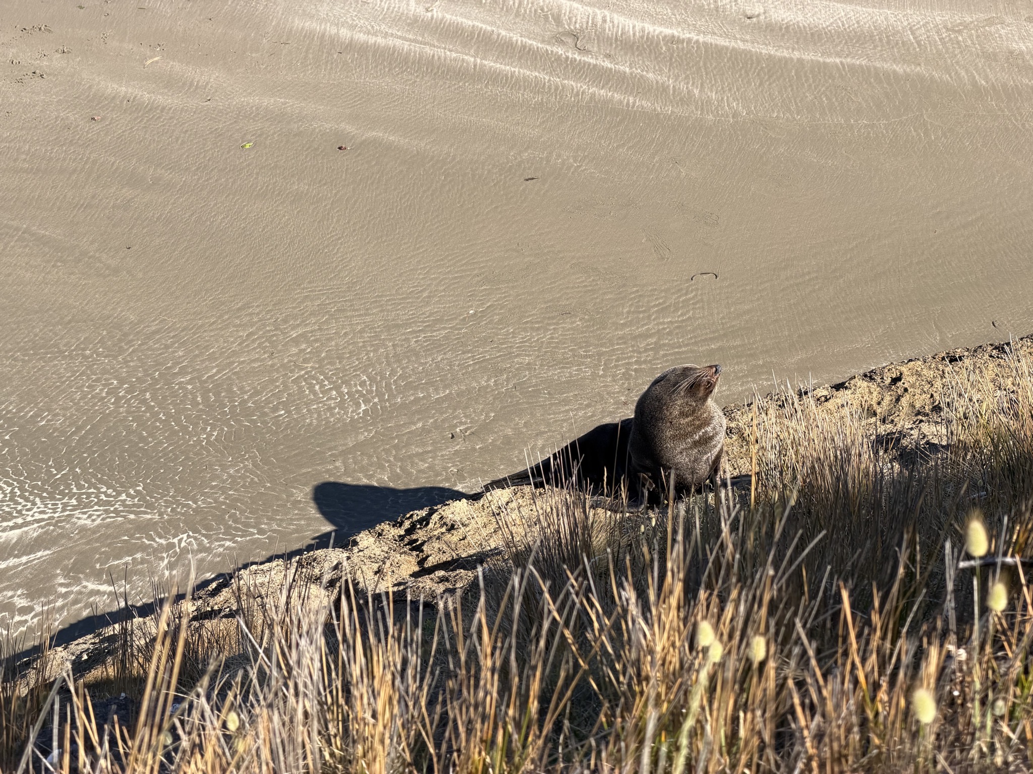 Seal