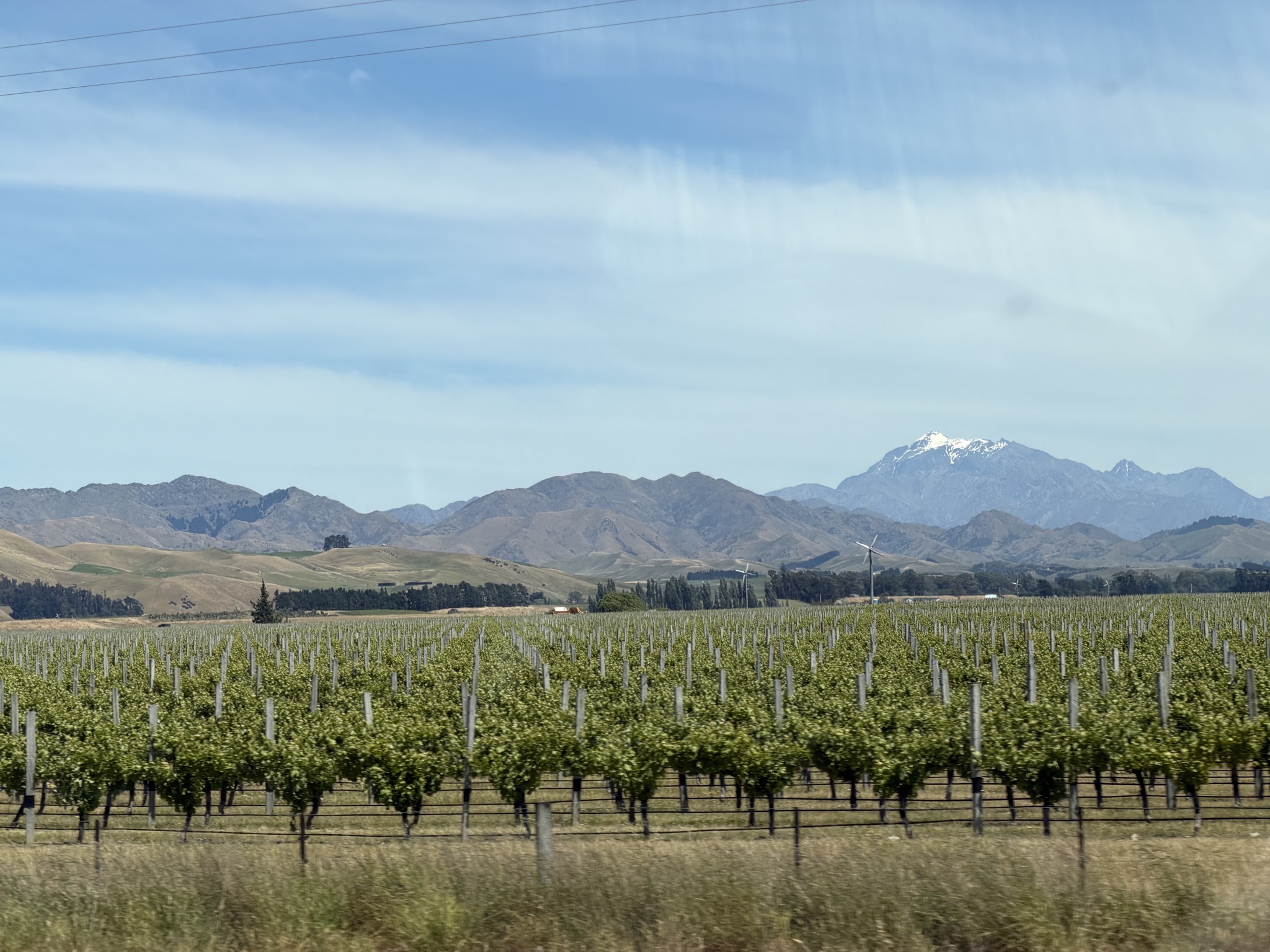 Vines