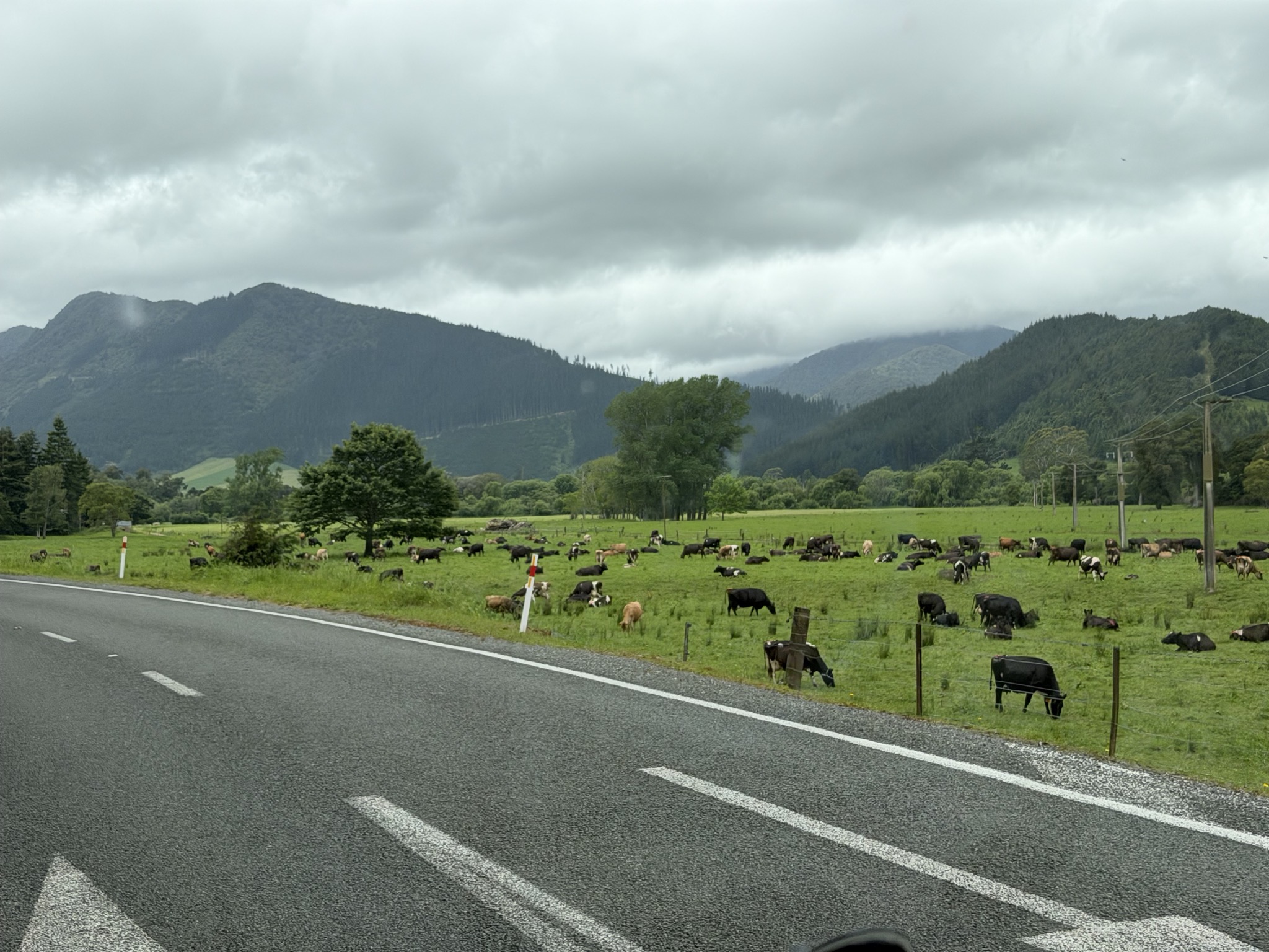 Cows