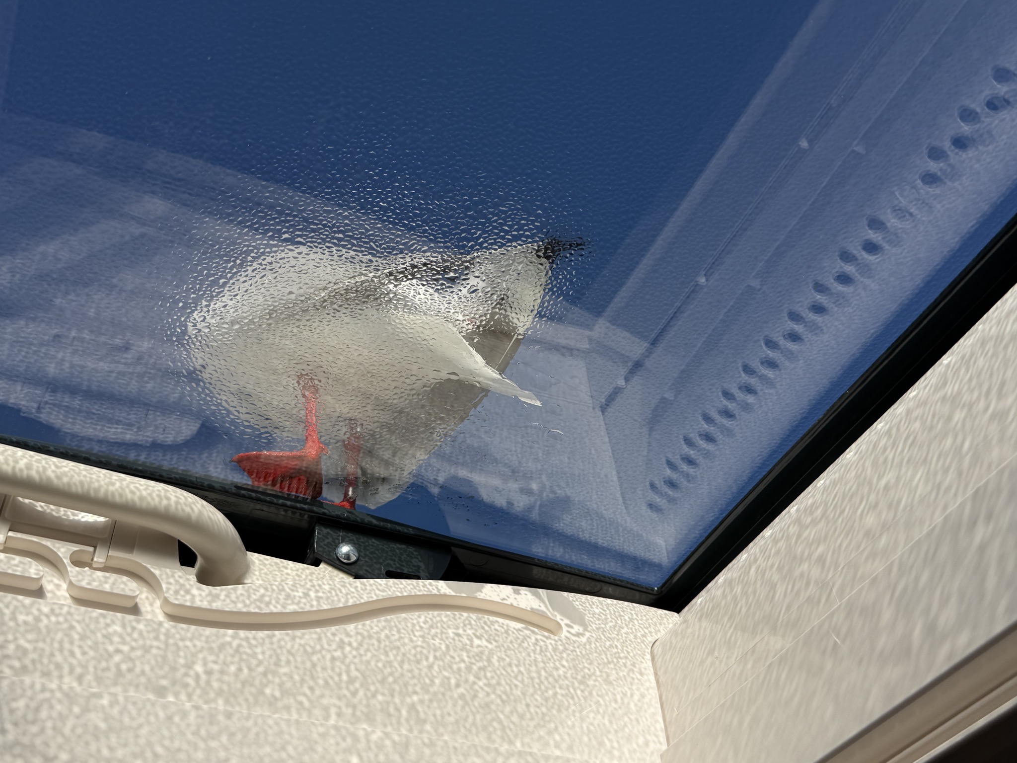 Seagull on the skylight