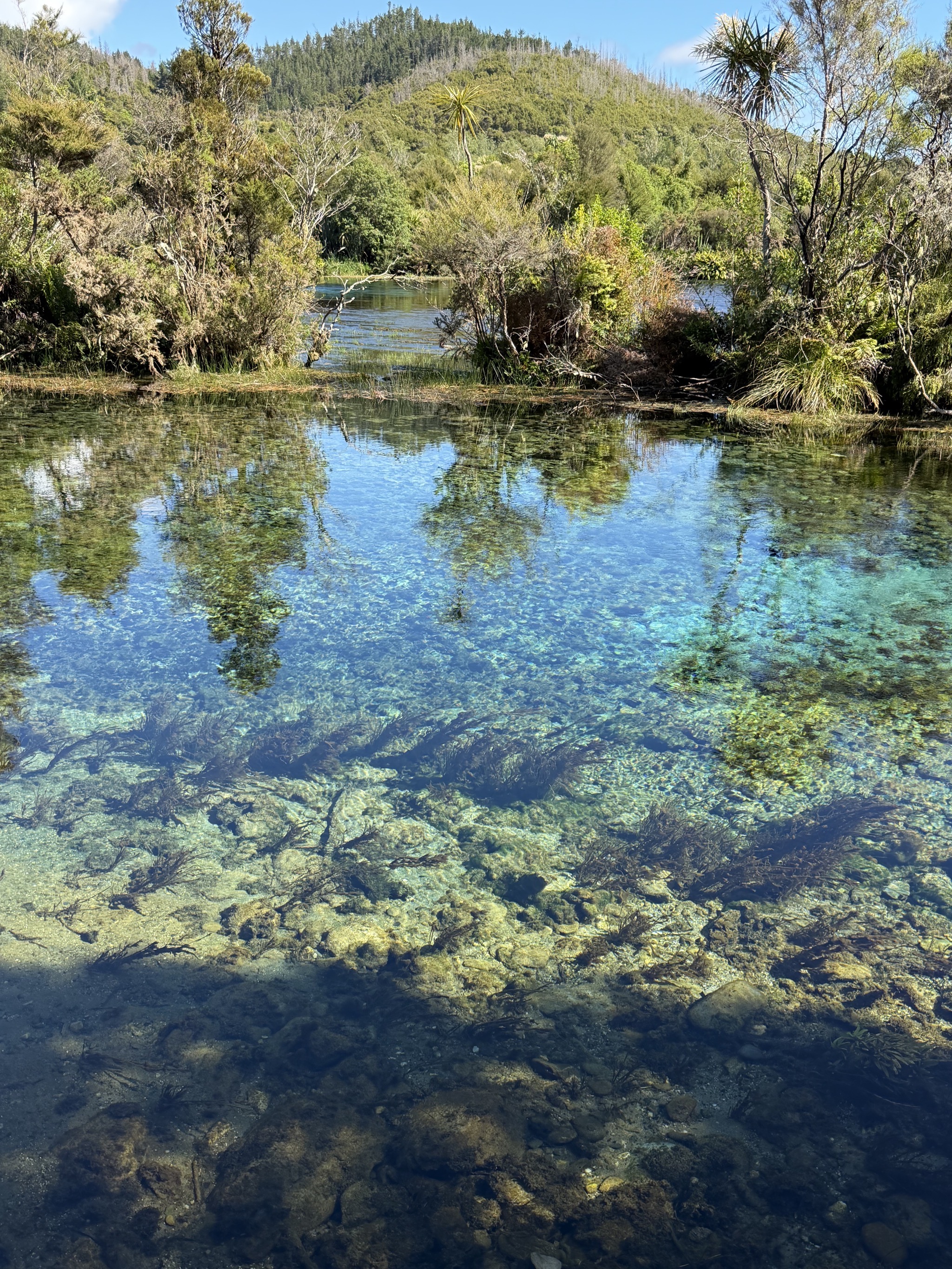 Te Waikoropupu Springs