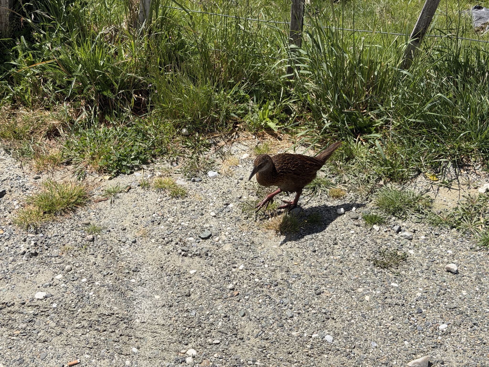 Weka