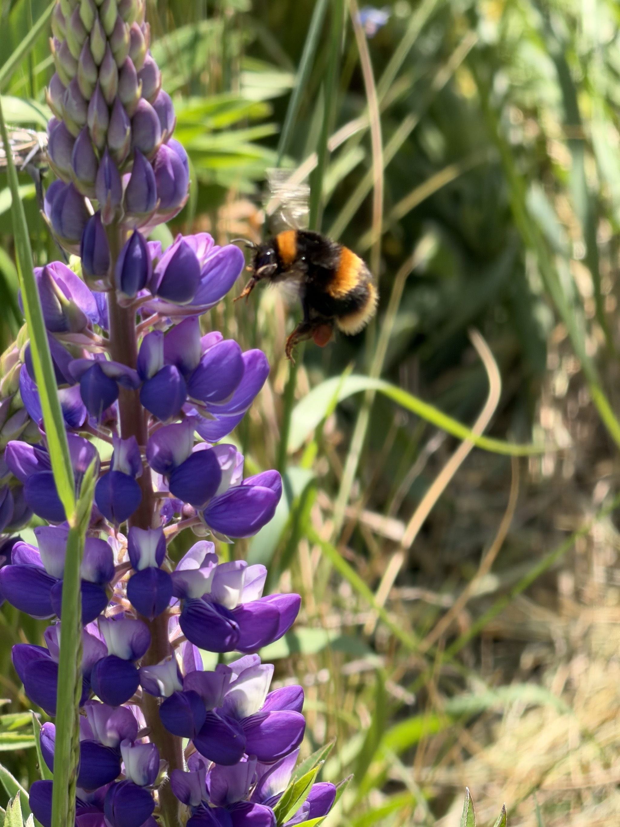 Bumble bee