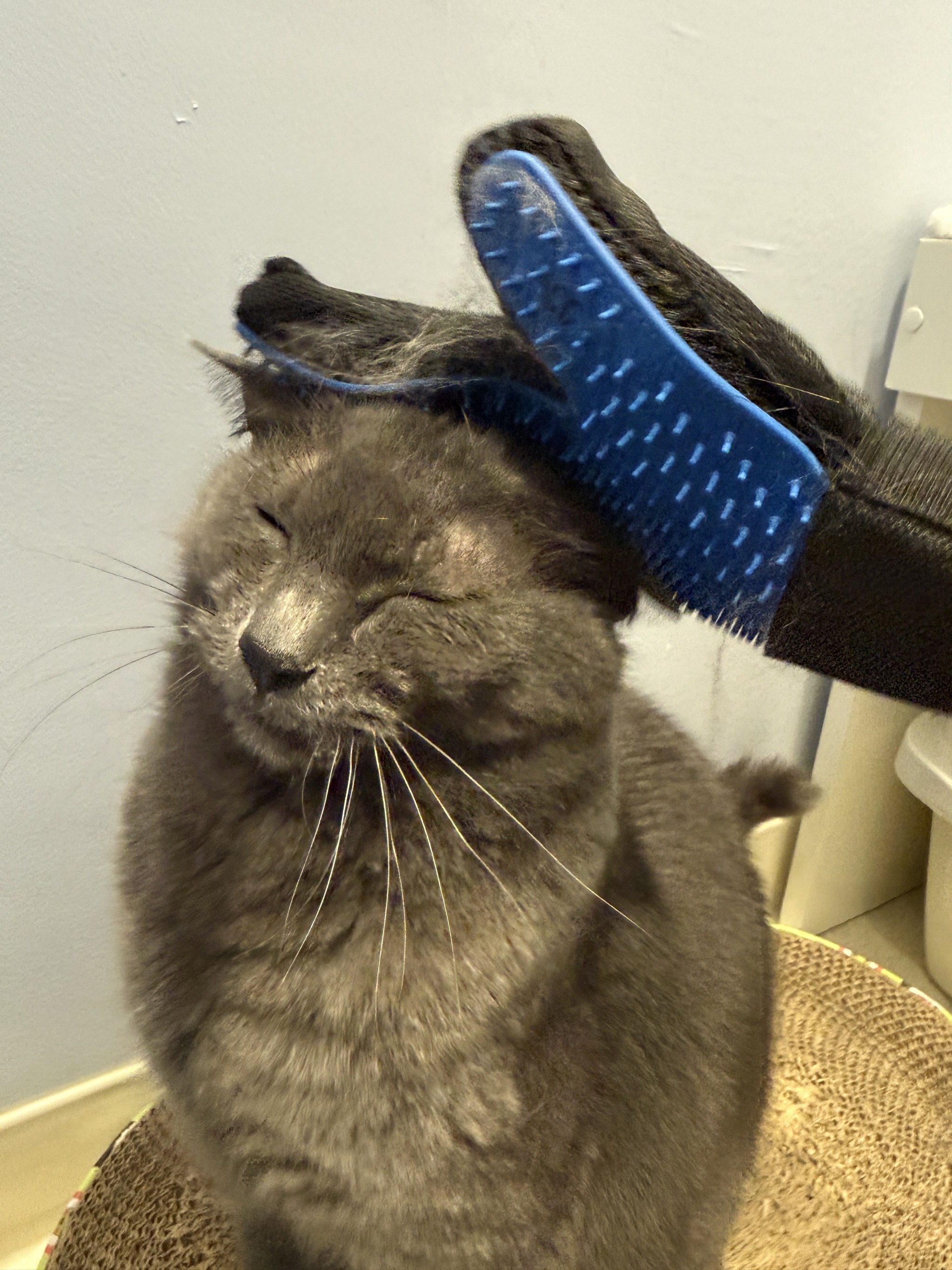 Fur therapy glove