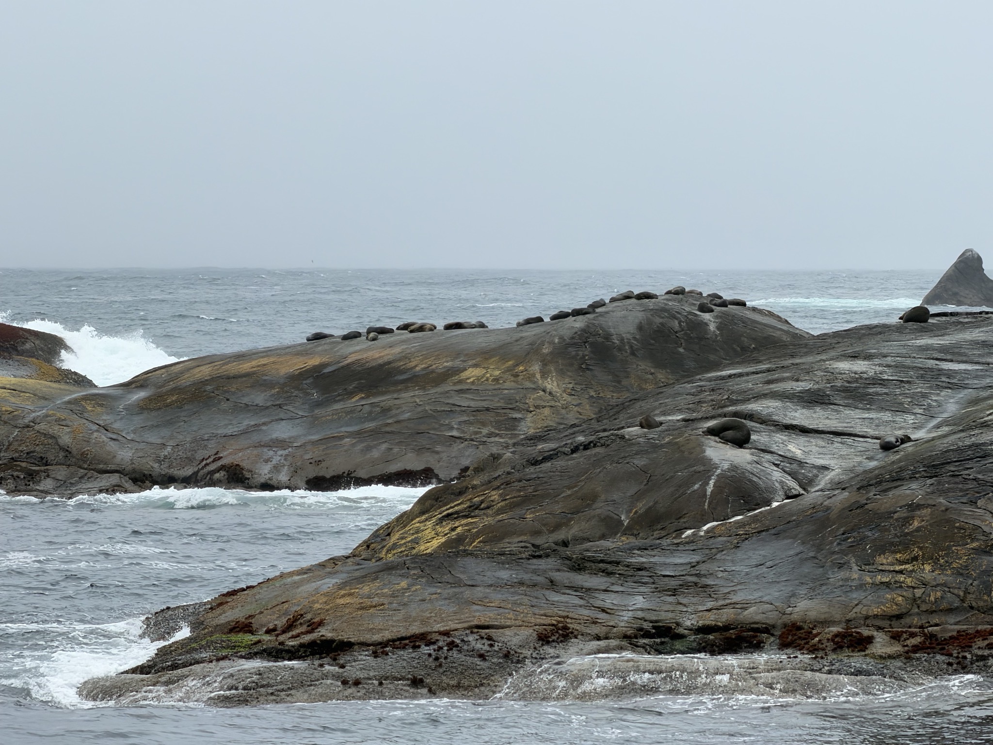 NZ fur seals basking on an island