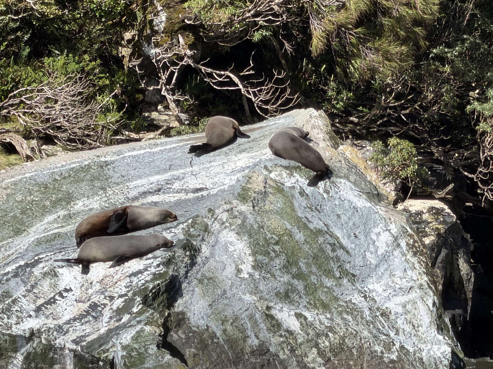 Seals