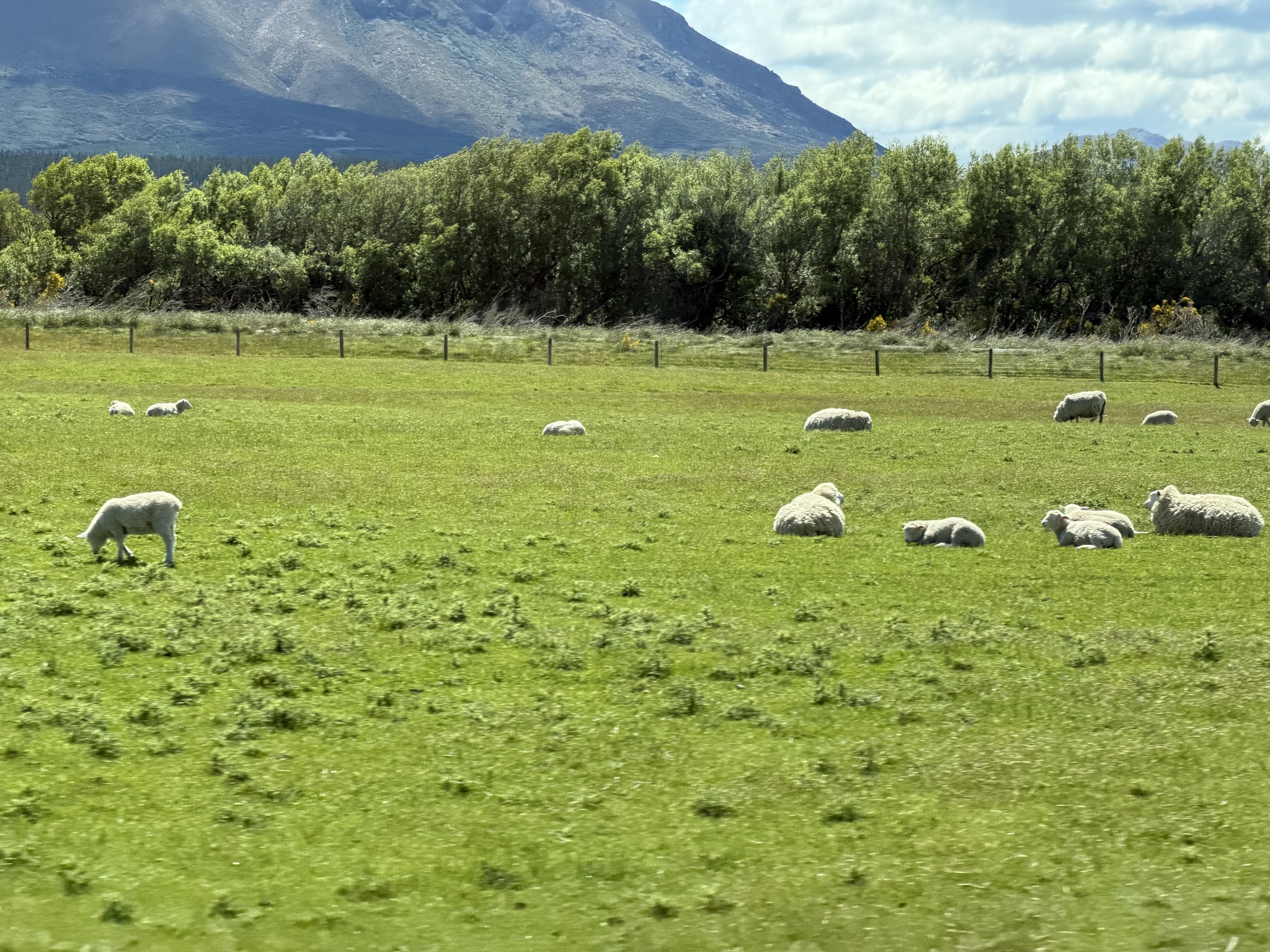 Sheep