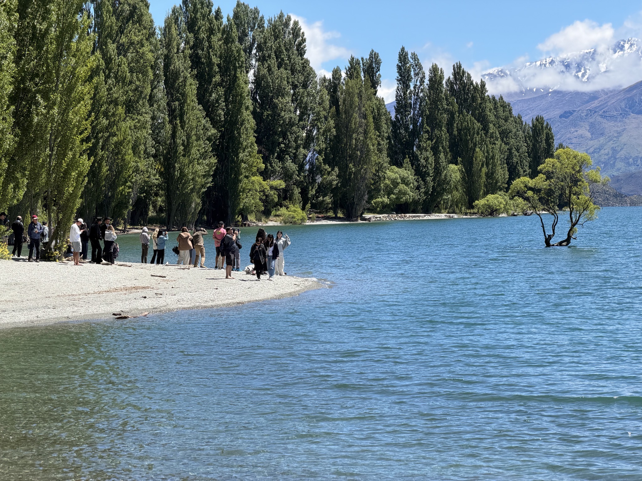 That Wanaka tree