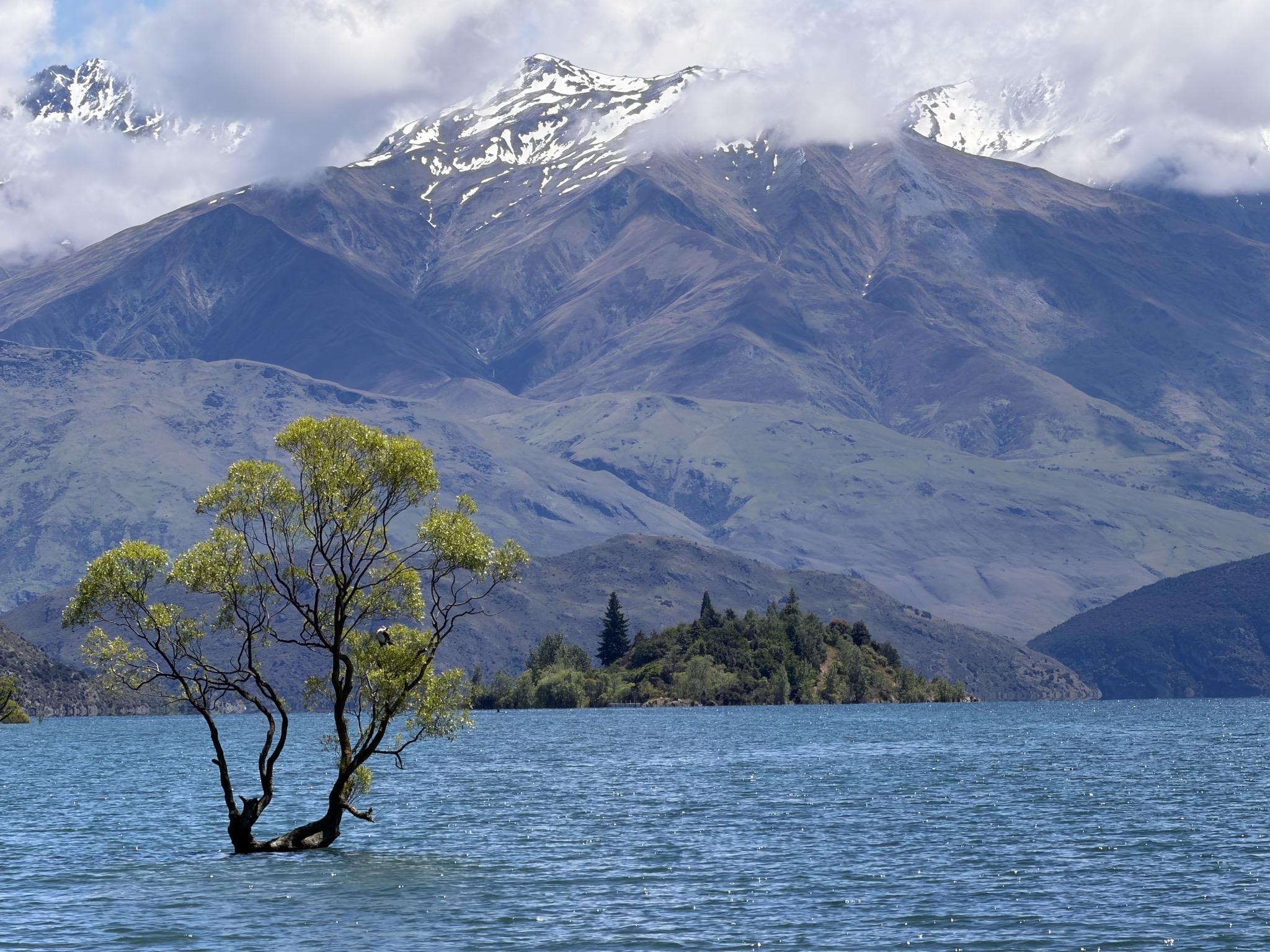 That Wanaka tree