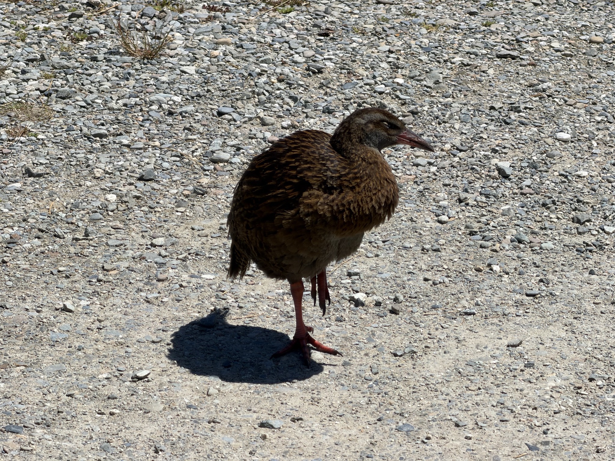 Weka