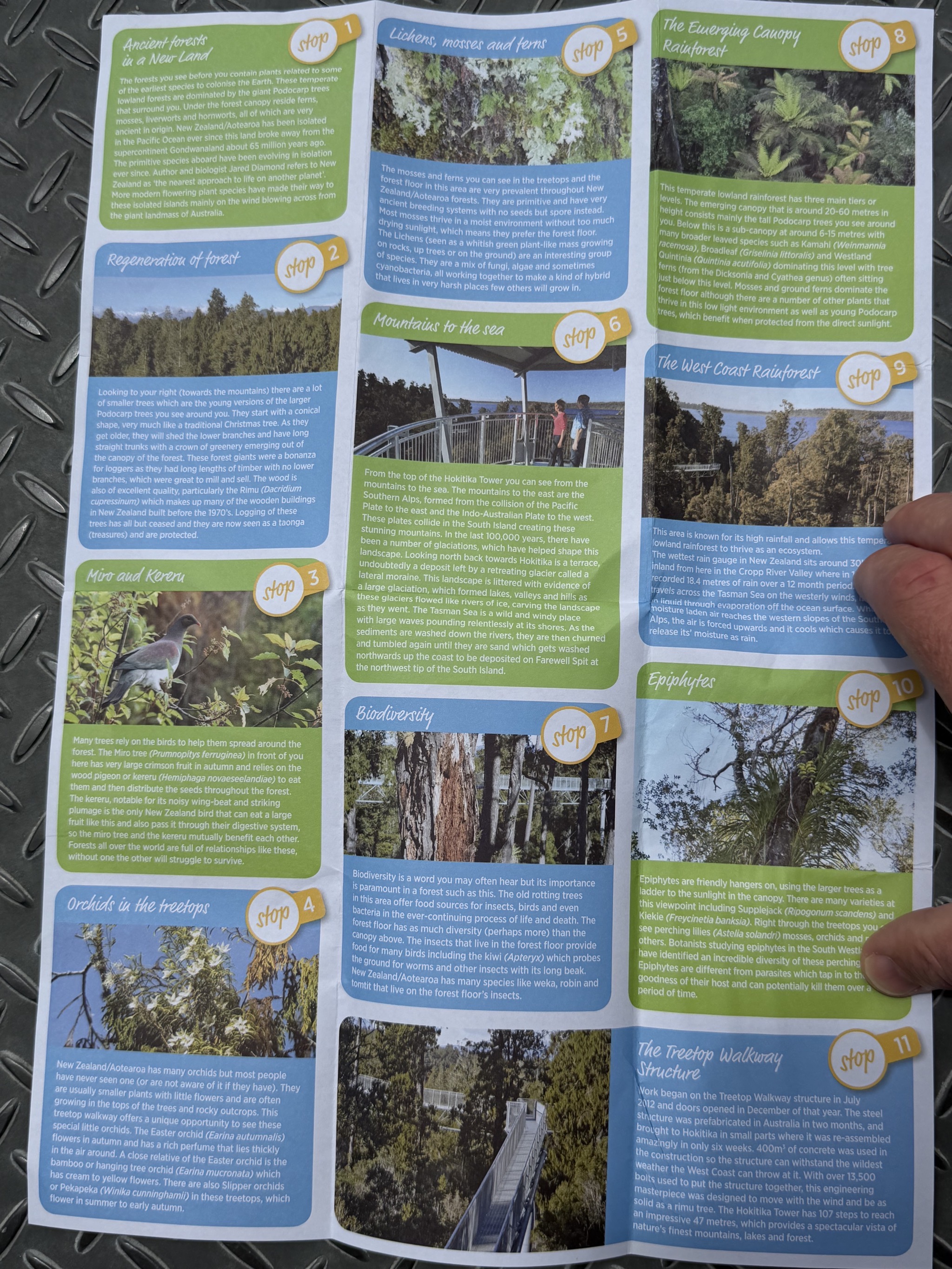 Tree top walk info