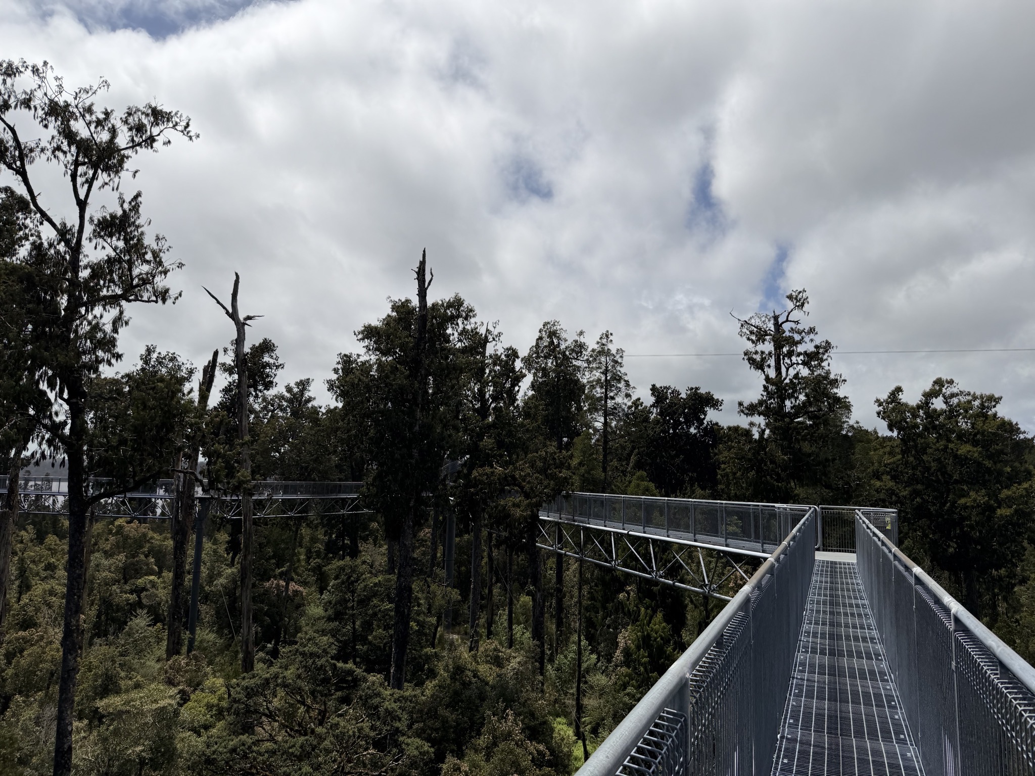 Tree top walk