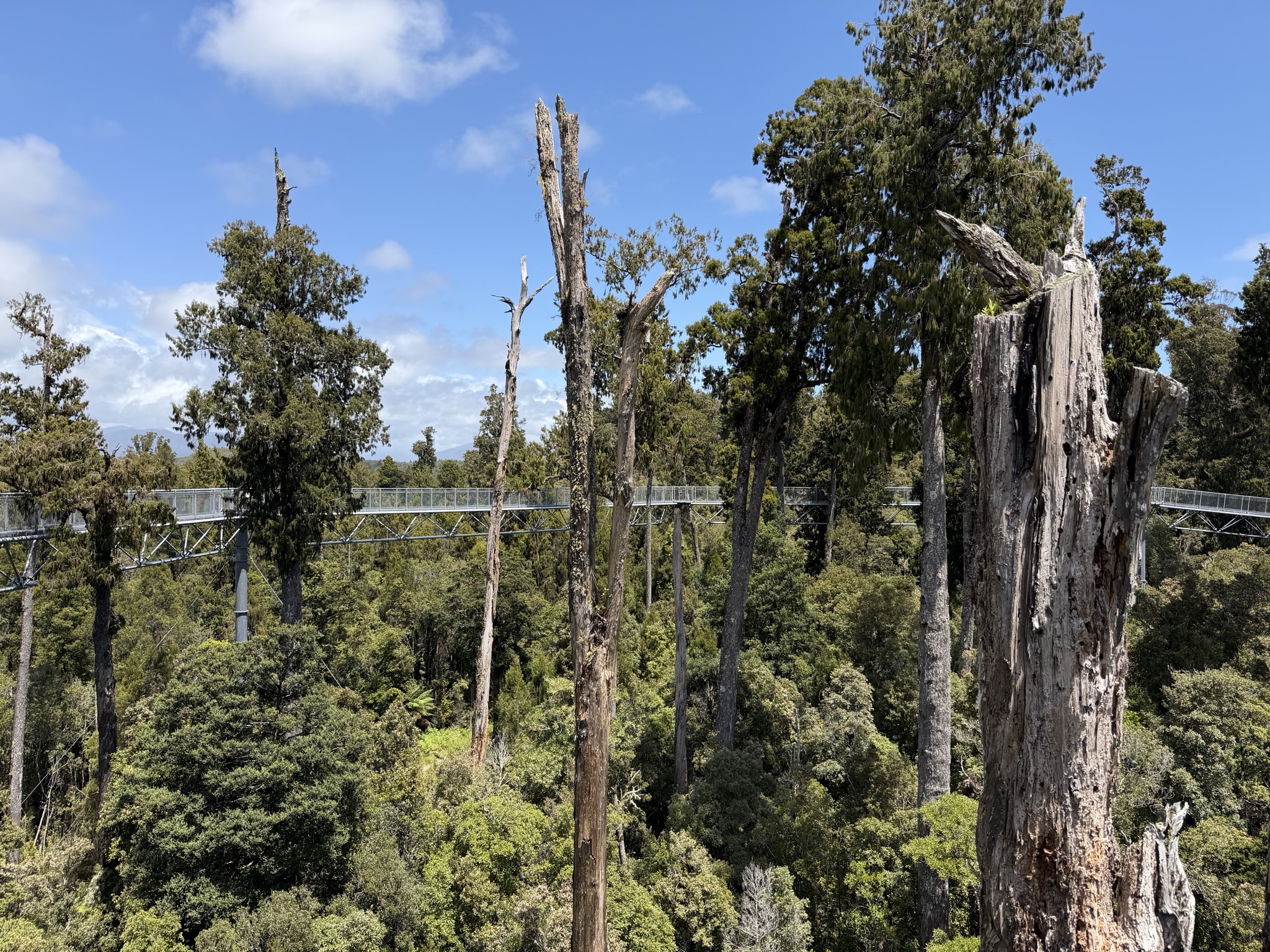 Tree top walk