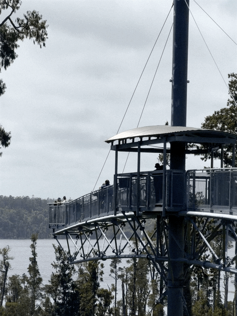 Tree top walk
