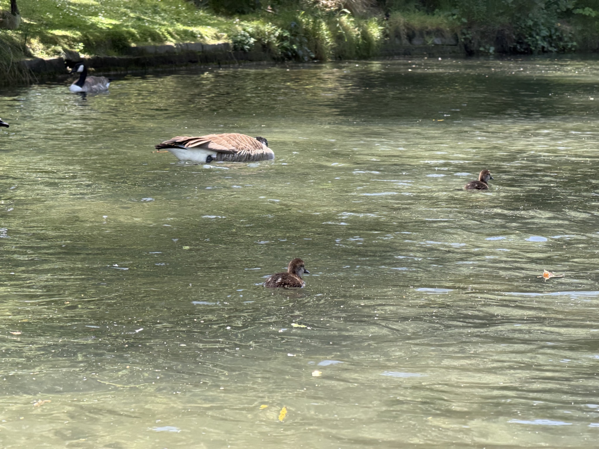 Punting on the Avon