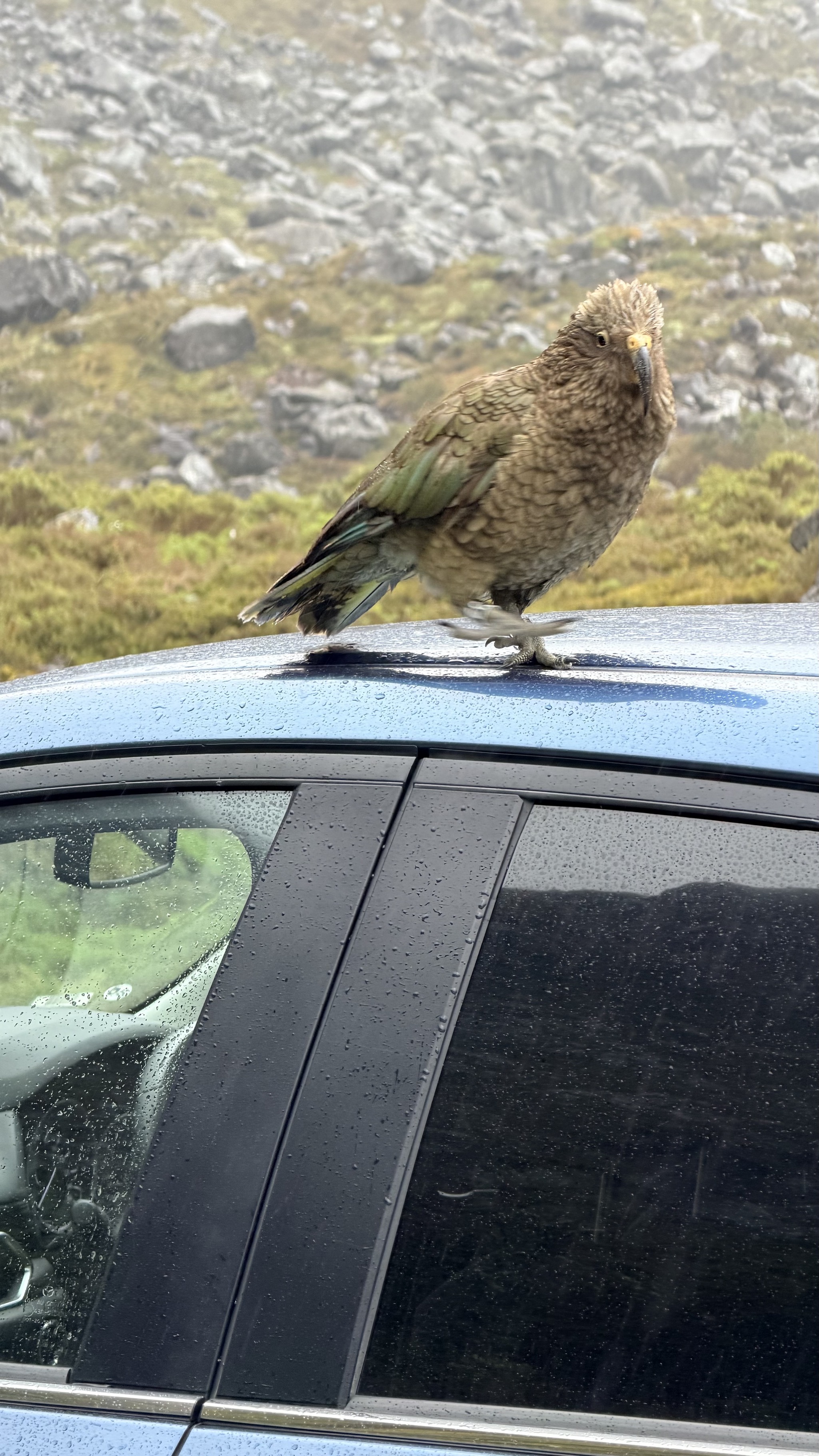 Kea