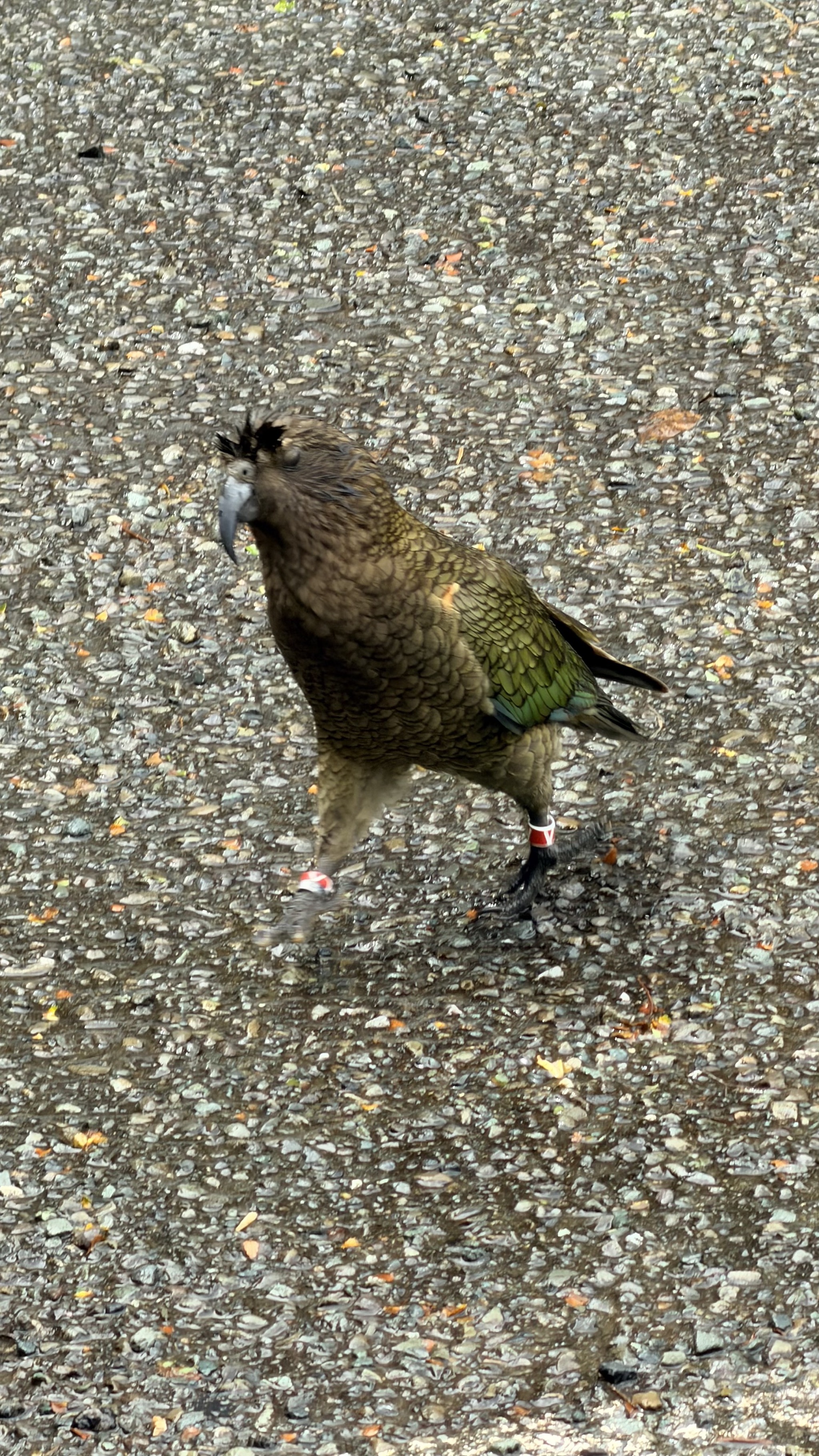 Kea