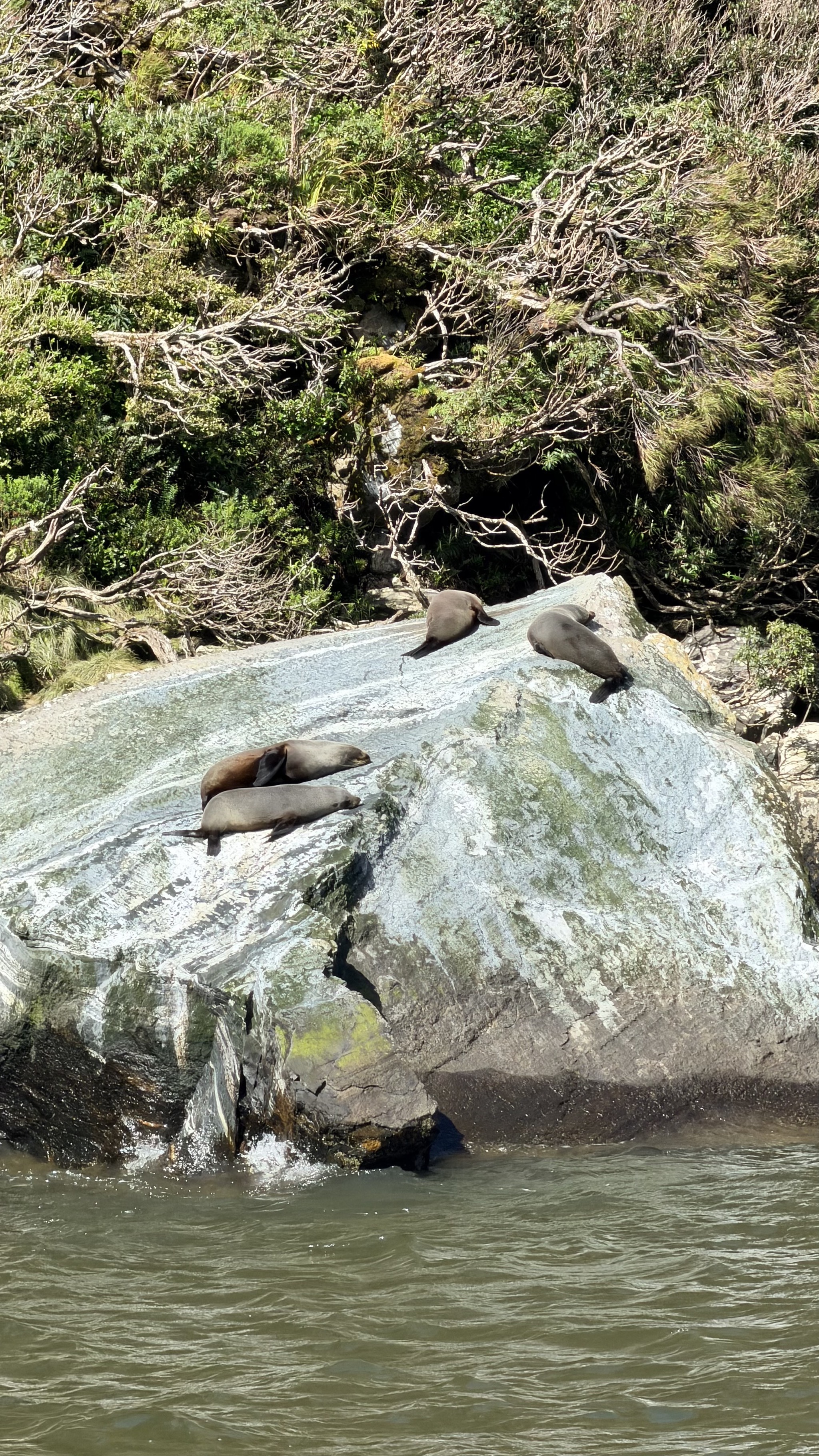 Seals