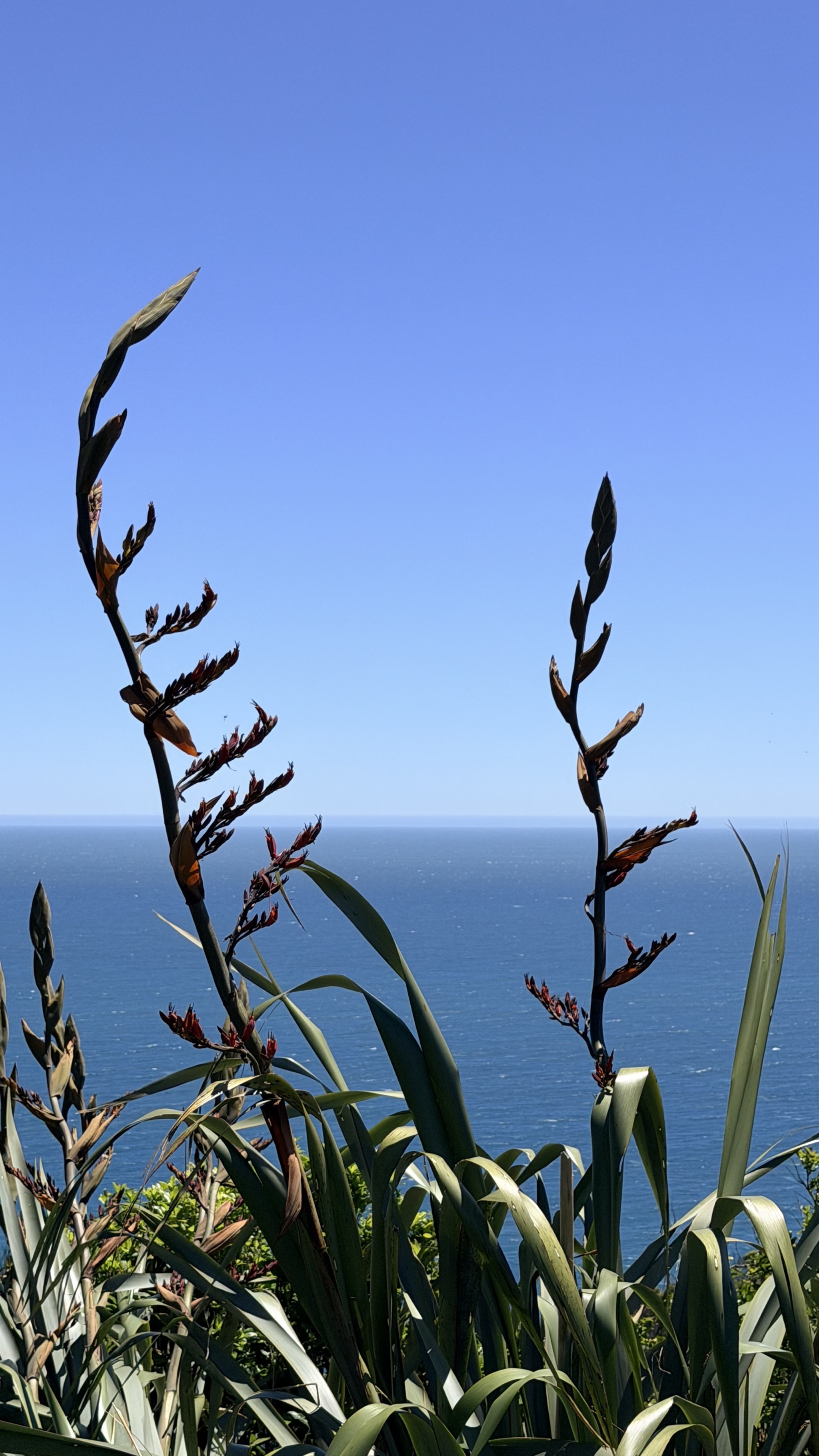 Flax