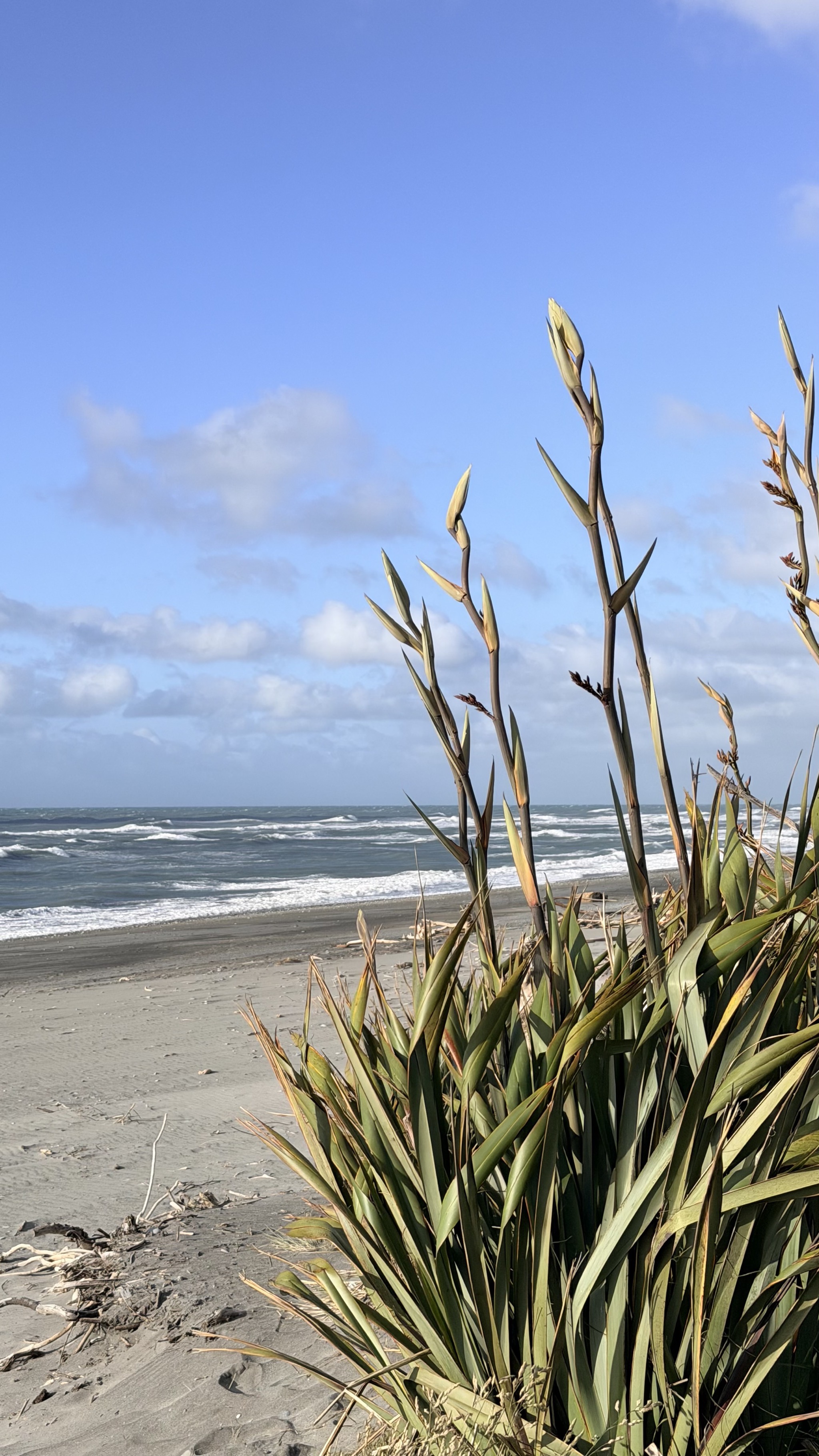 Flax by path to beach