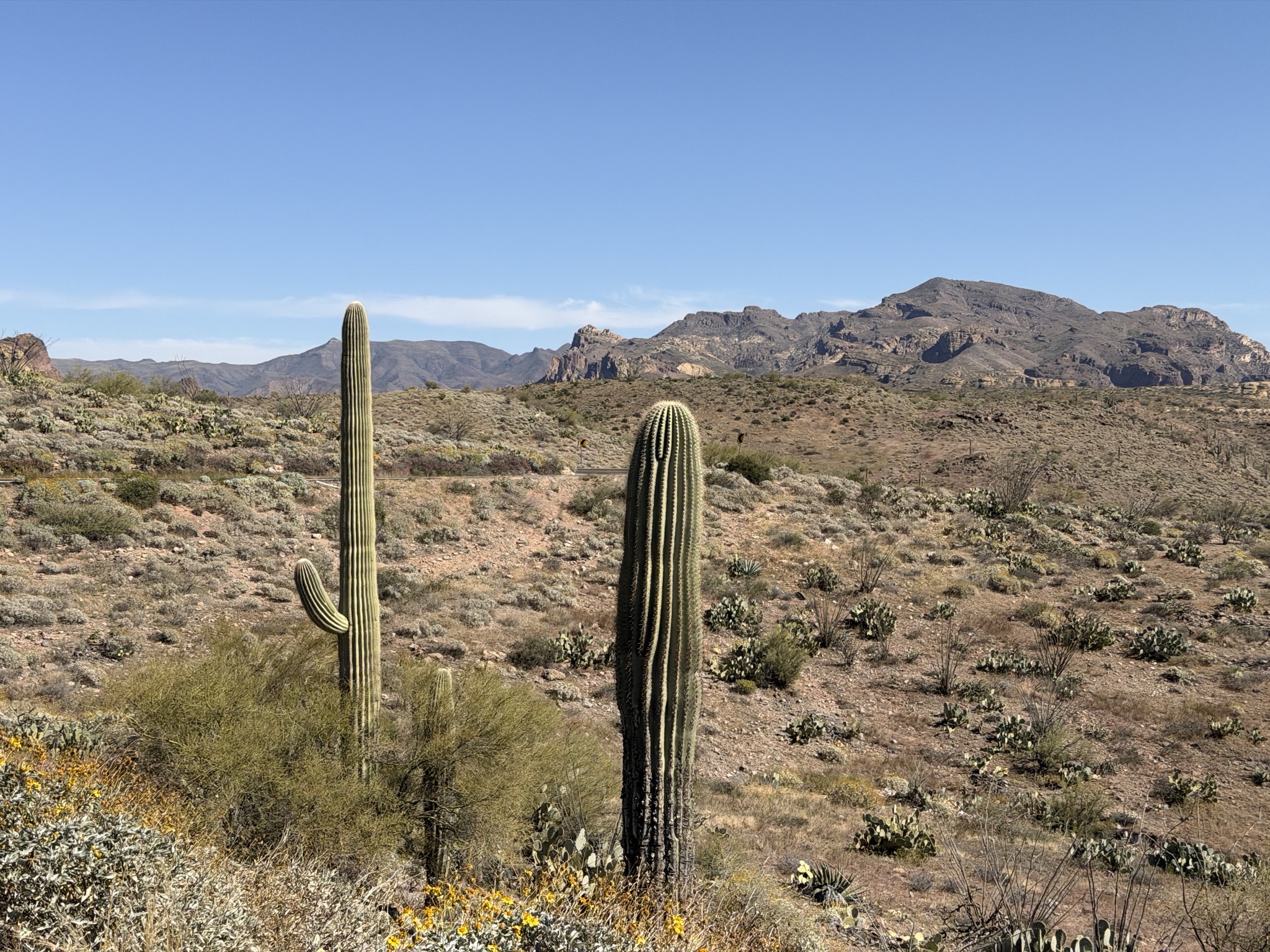 Cacti