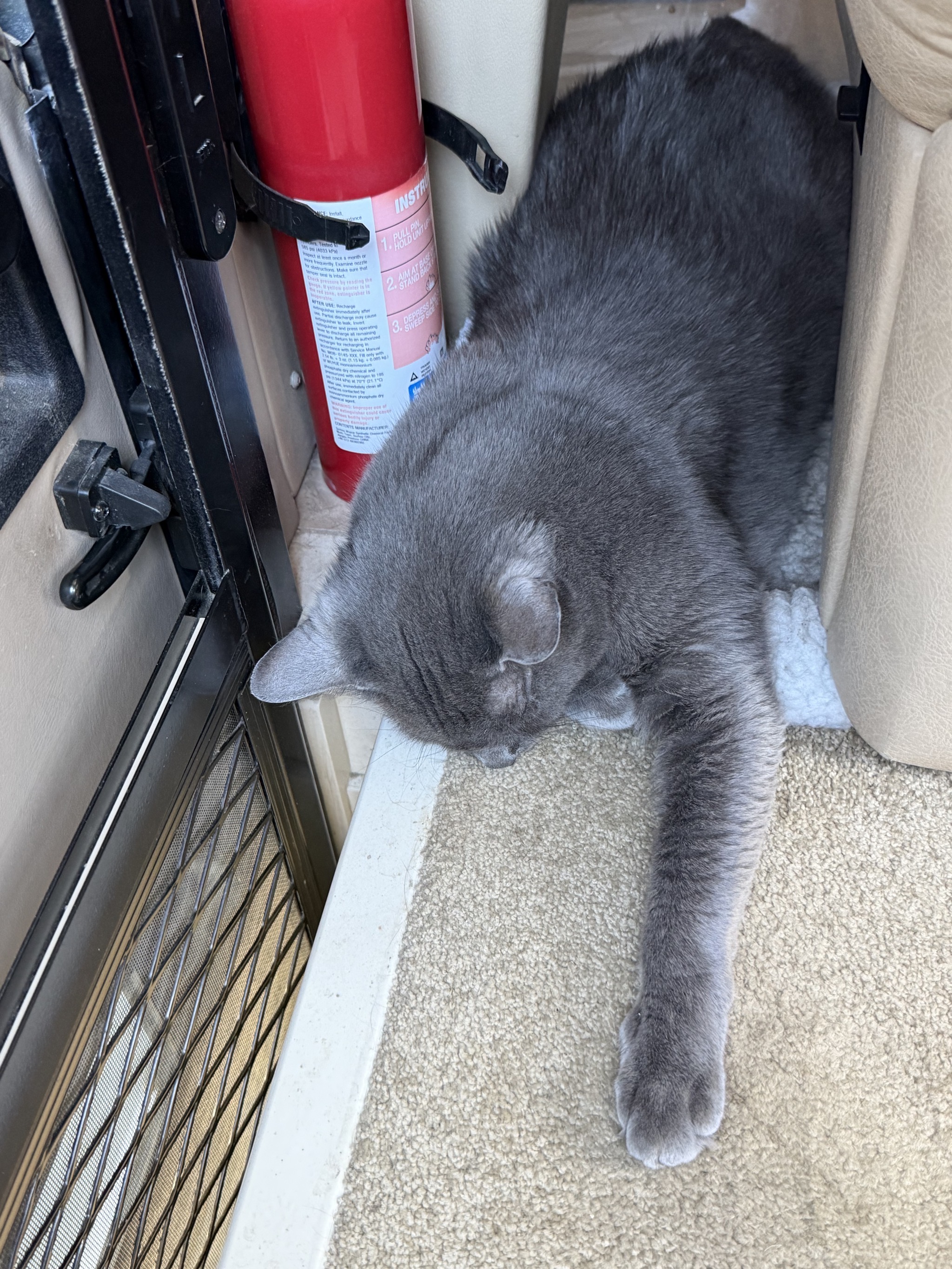 Paladin asleep