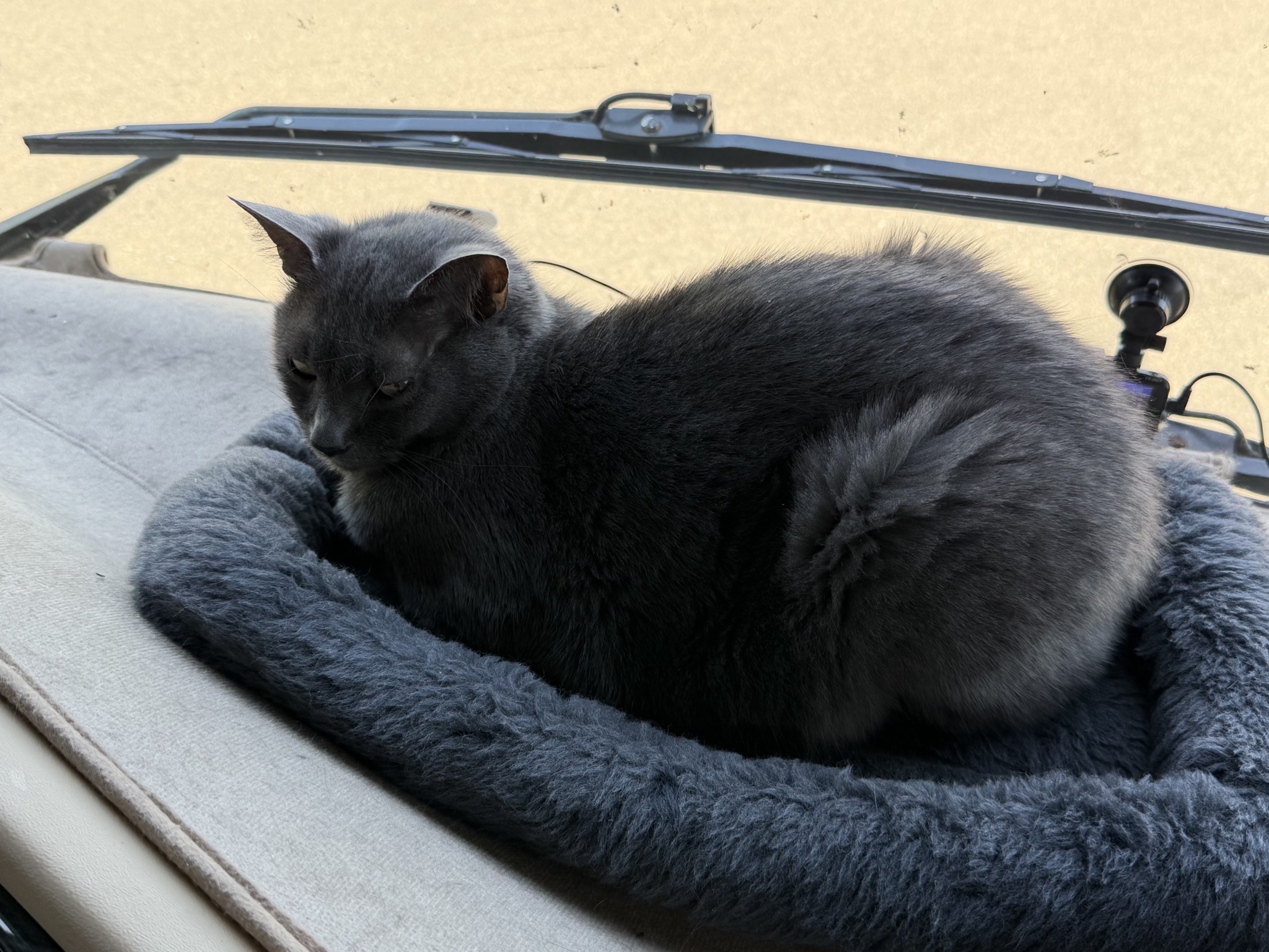 Paladin on the dash
