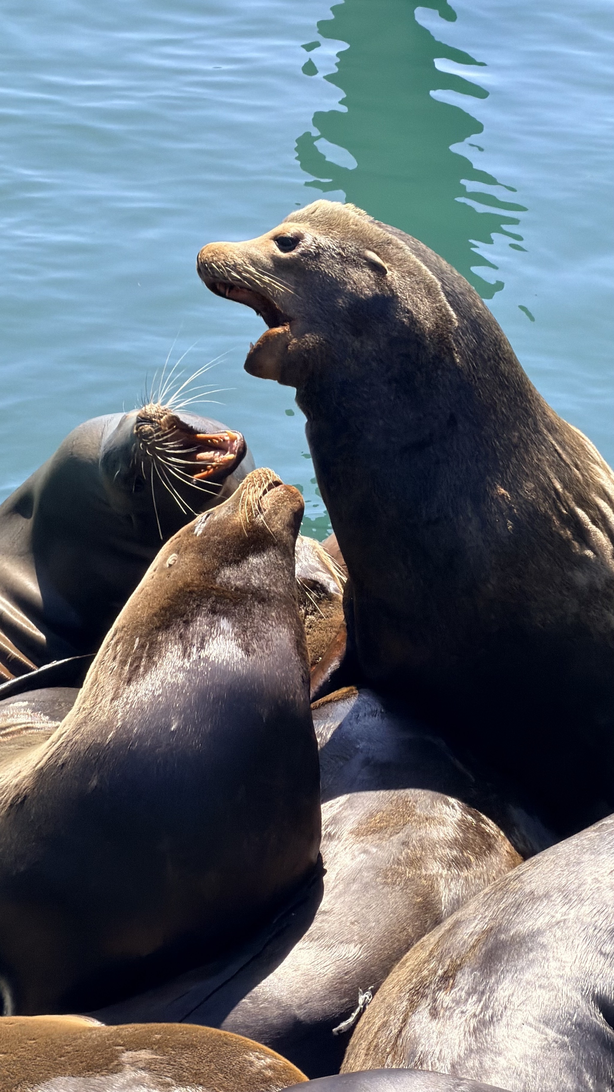 Sea lions