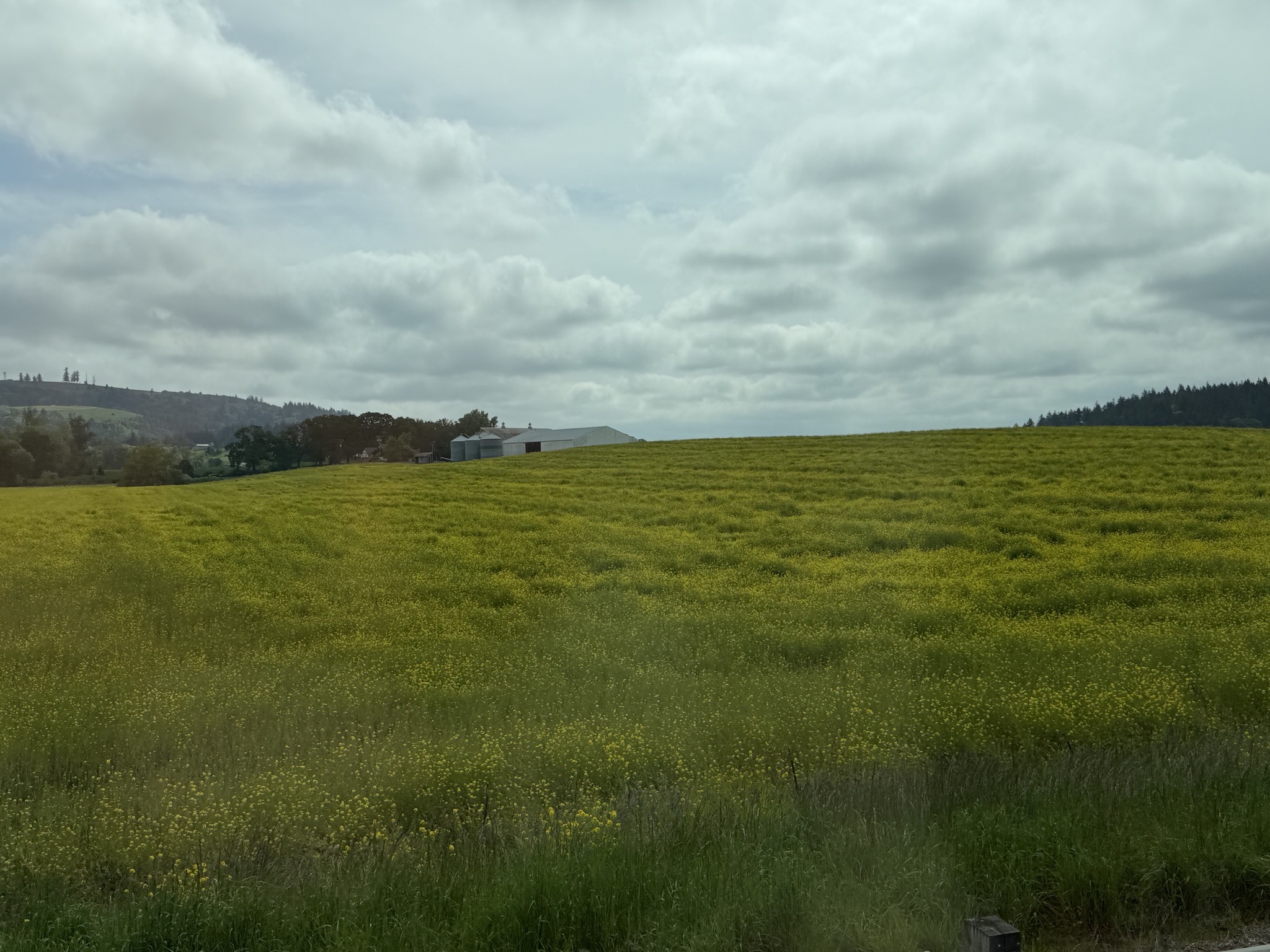 Clover fields