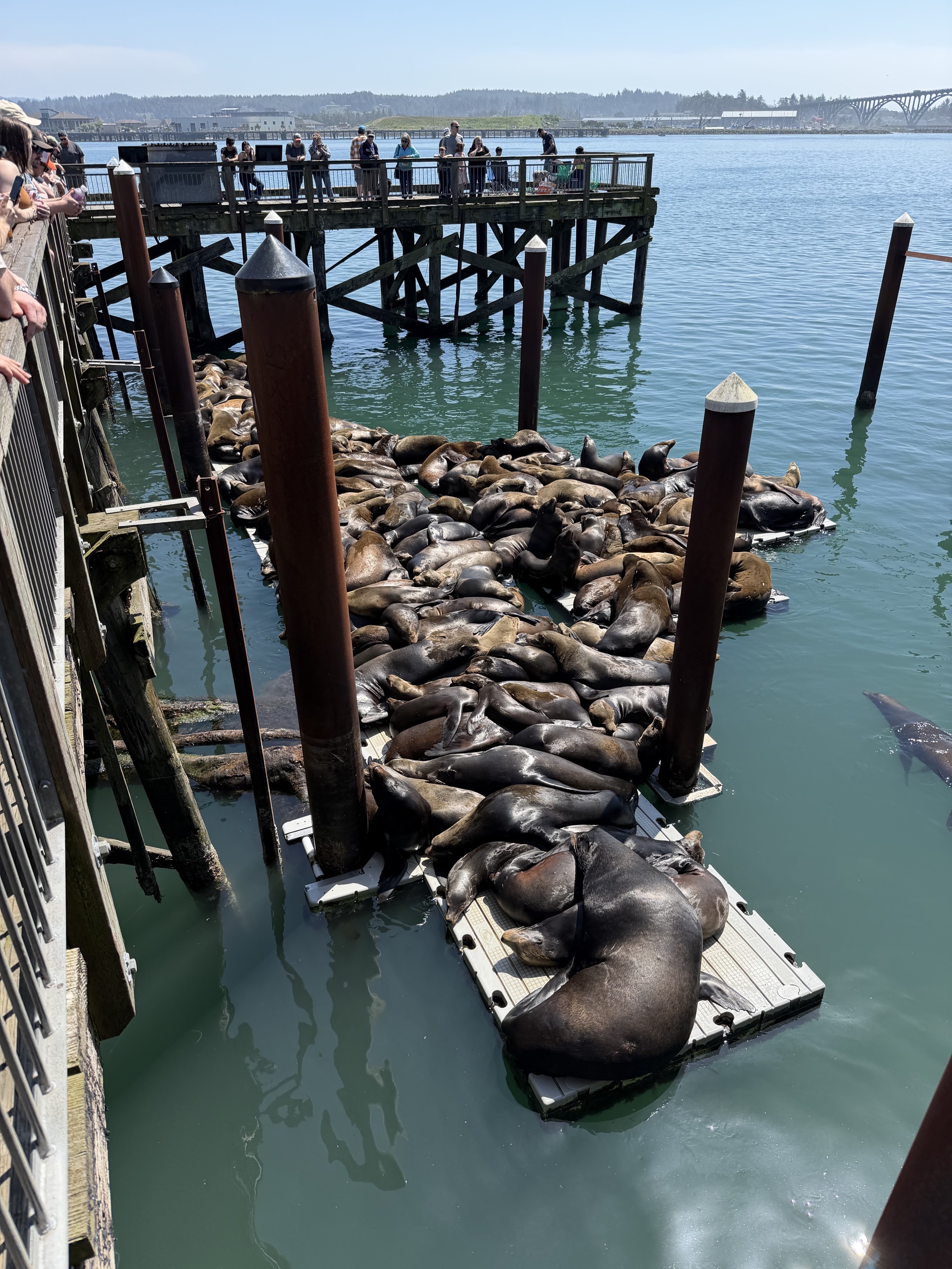 Sea lions