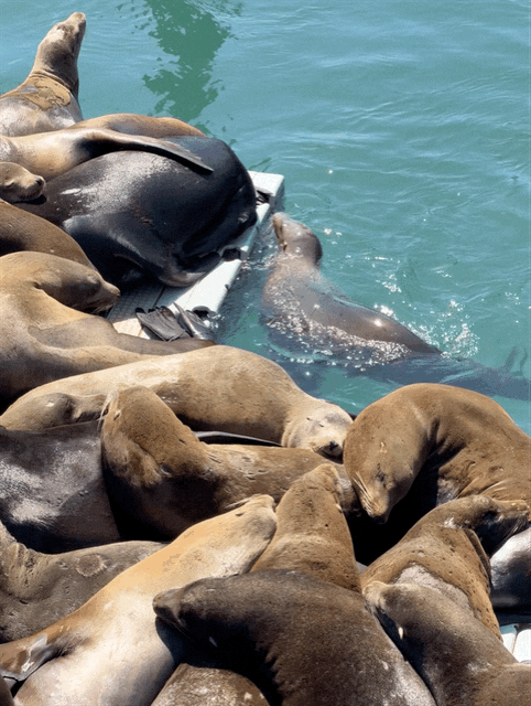 Sea lions