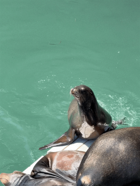 Sea lions